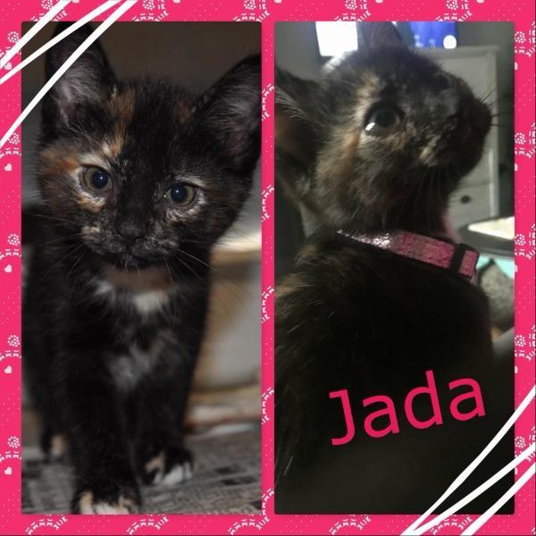 Enlarge Vin (Jada), a Adoptable mixed breed in Madison, AL image 3/3