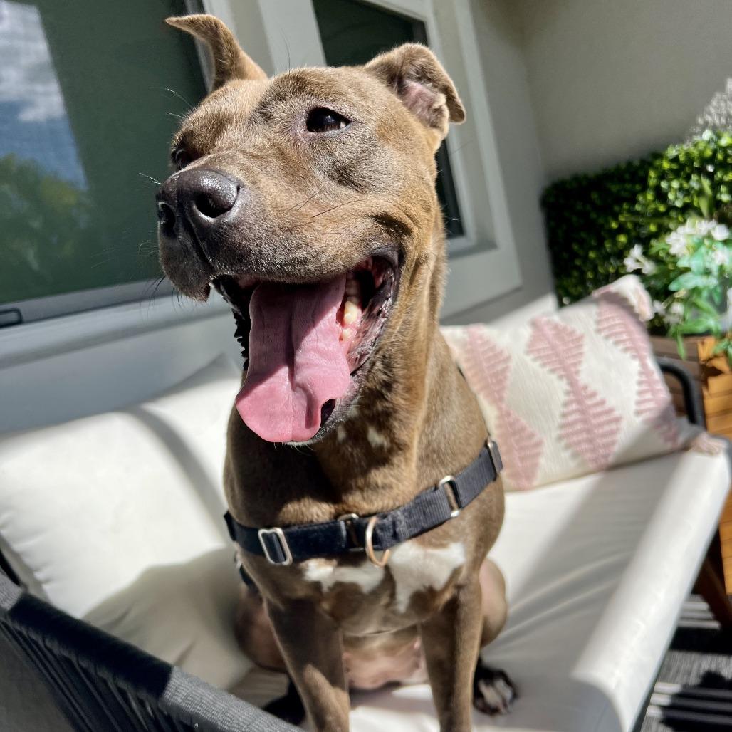 Queenie, Adoptable, Senior Female Mixed Breed.