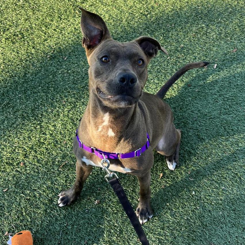 Enlarge Queenie, a Adoptable Mixed Breed in Naples, FL image 2/6