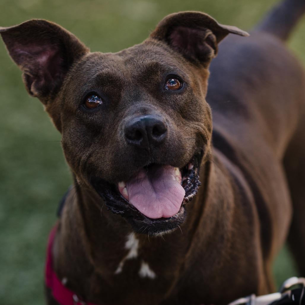 Enlarge Queenie, a Adoptable Mixed Breed in Naples, FL image 2/6