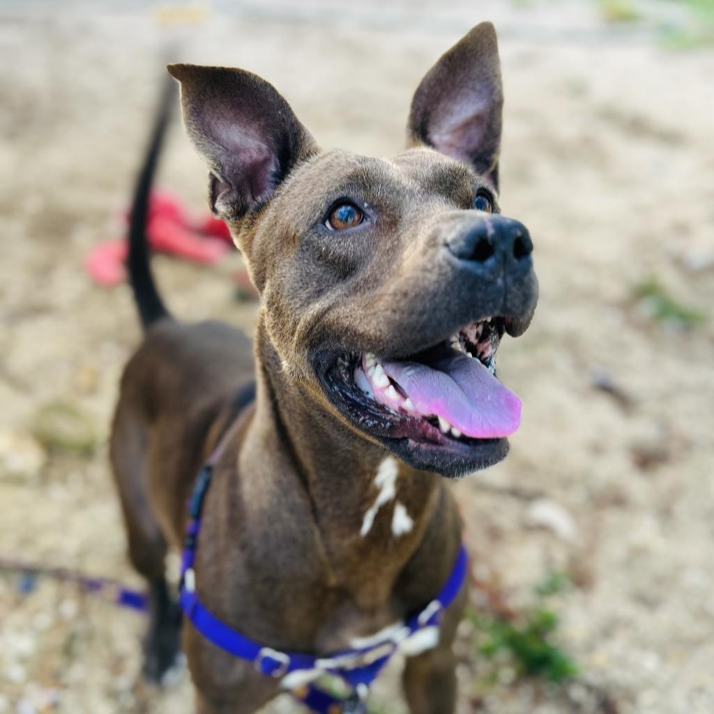 Enlarge Queenie, a Adoptable Mixed Breed in Naples, FL image 3/6