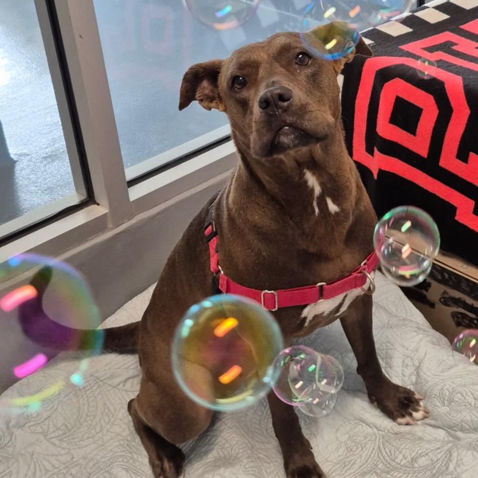 Queenie, a Adoptable Mixed Breed in Naples, FL image 3/6