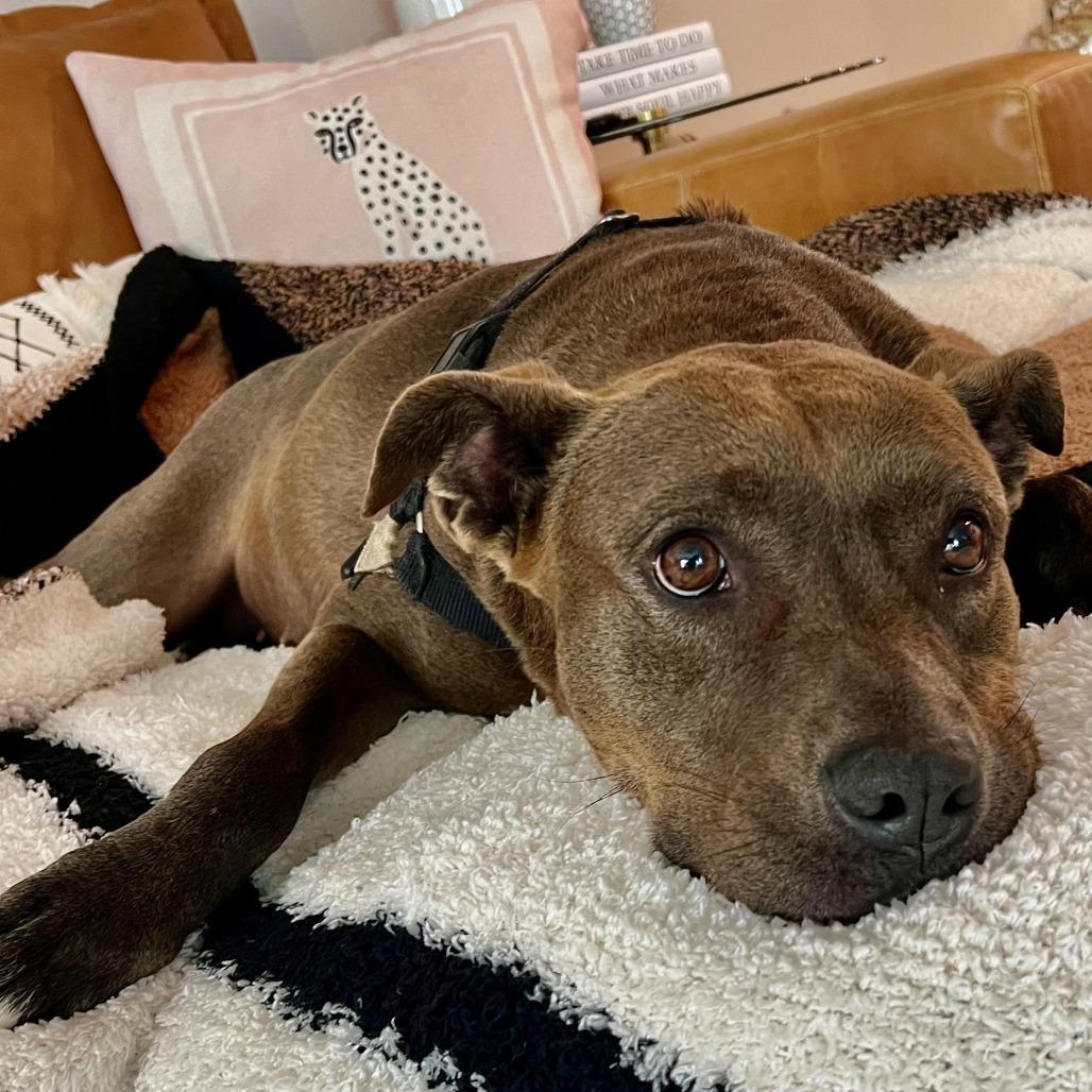 Enlarge Queenie, a Adoptable Mixed Breed in Naples, FL image 4/6