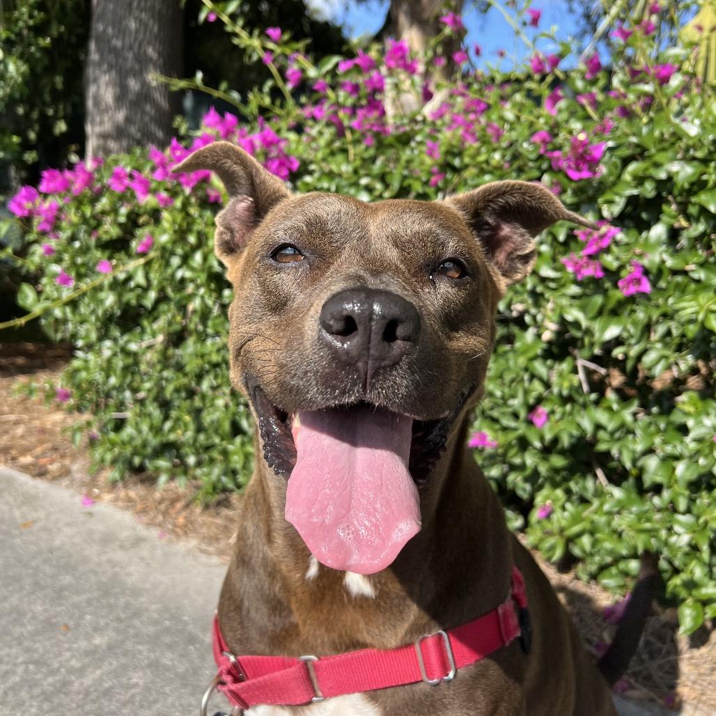 Queenie, a Adoptable Mixed Breed in Naples, FL image 5/6