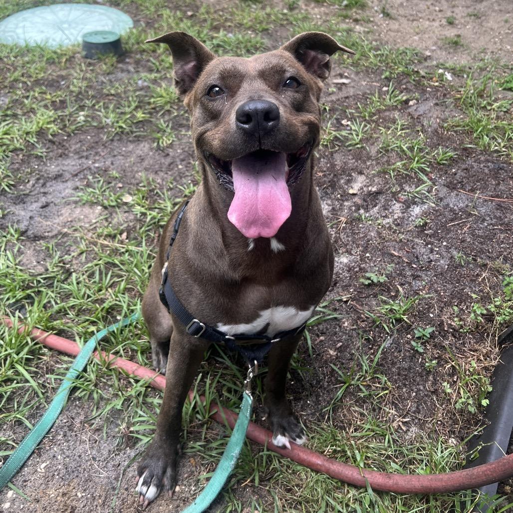 Enlarge Queenie, a Adoptable Mixed Breed in Naples, FL image 6/6