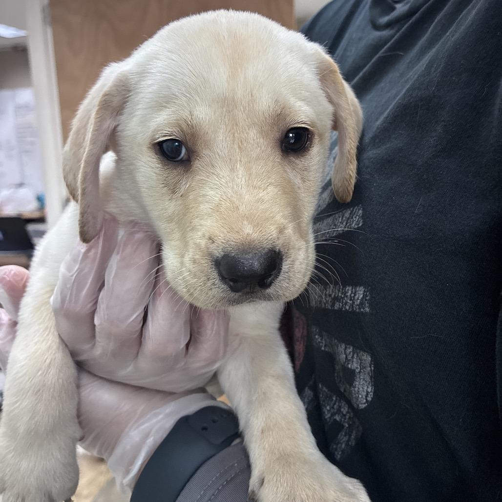 Enoki, Adoptable, Puppy Male Labrador Retriever.