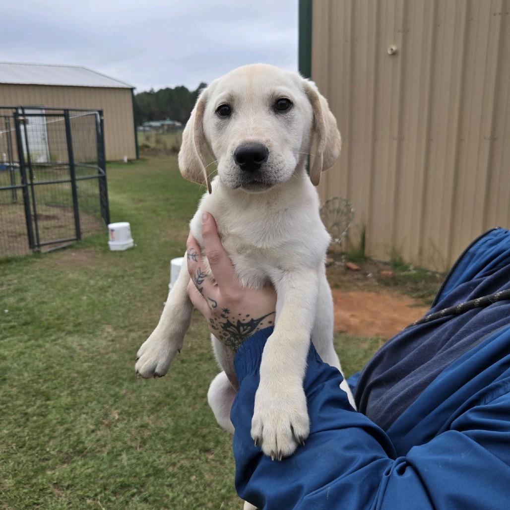 Enoki, a Adoptable mixed breed in Hattiesburg, MS image 2/3