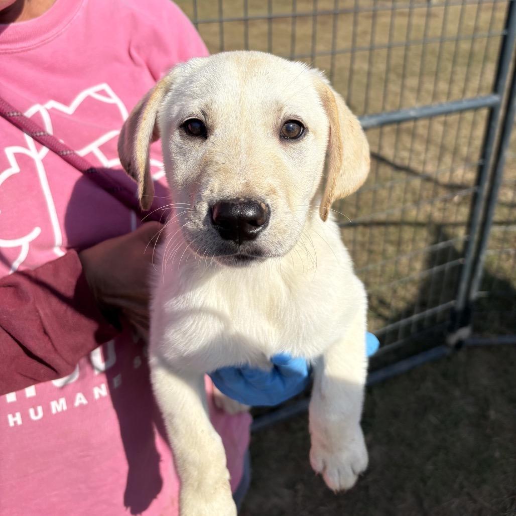 Enoki, a Adoptable mixed breed in Hattiesburg, MS image 3/3