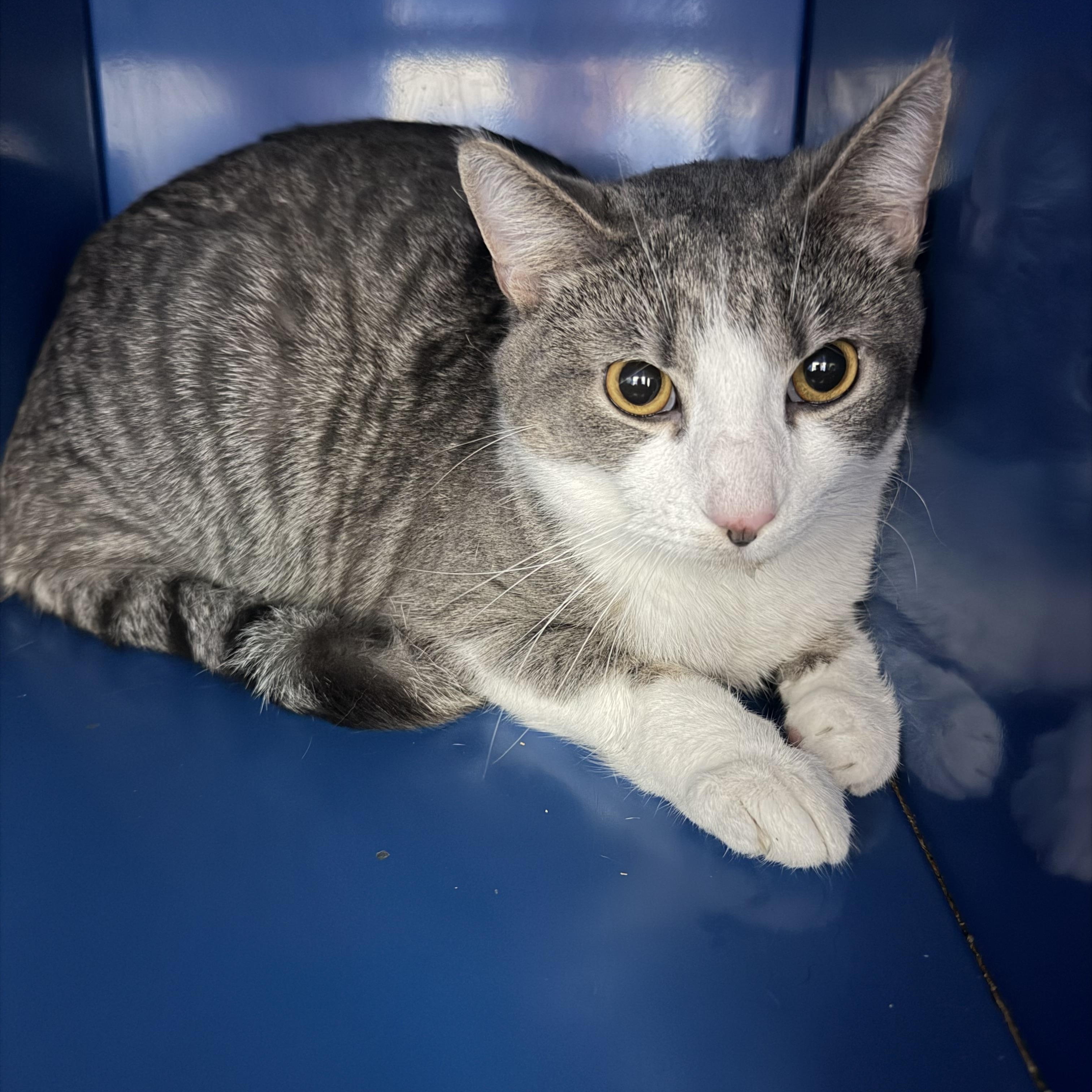 Puddles — thumbnail 2