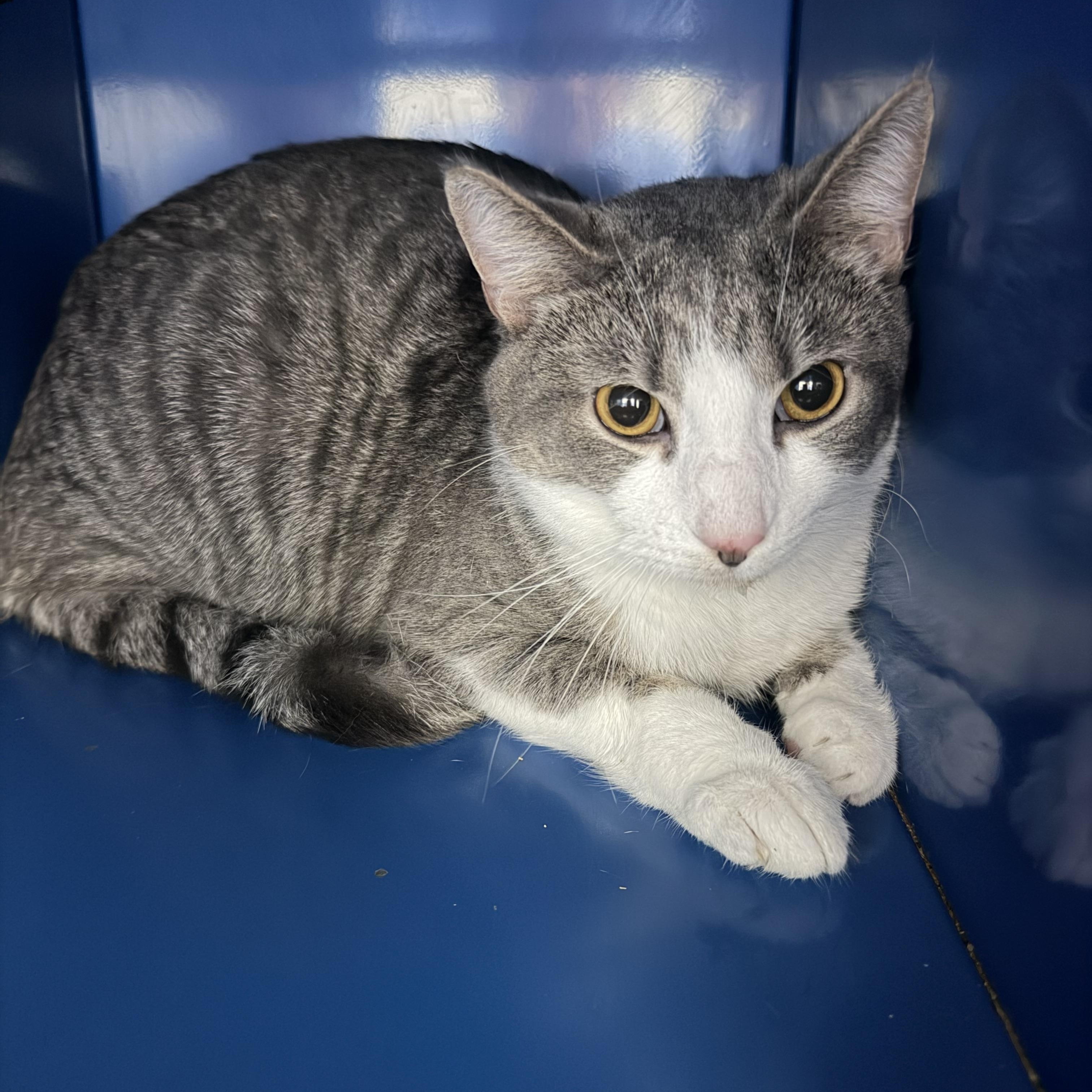 Puddles — thumbnail 3