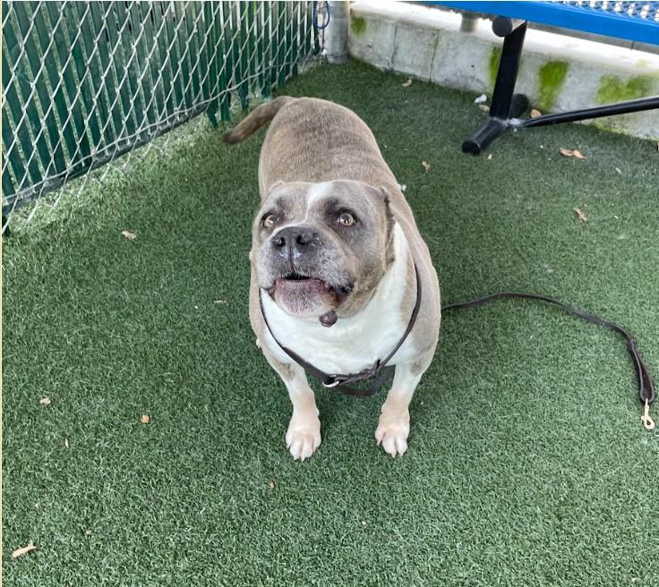 Polly, a Adoptable mixed breed in San Diego, CA image 5/6