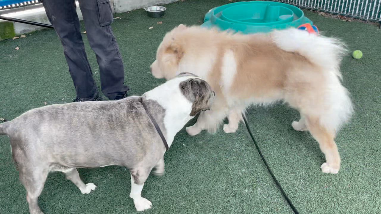 Enlarge Polly, a Adoptable mixed breed in San Diego, CA video 4/6