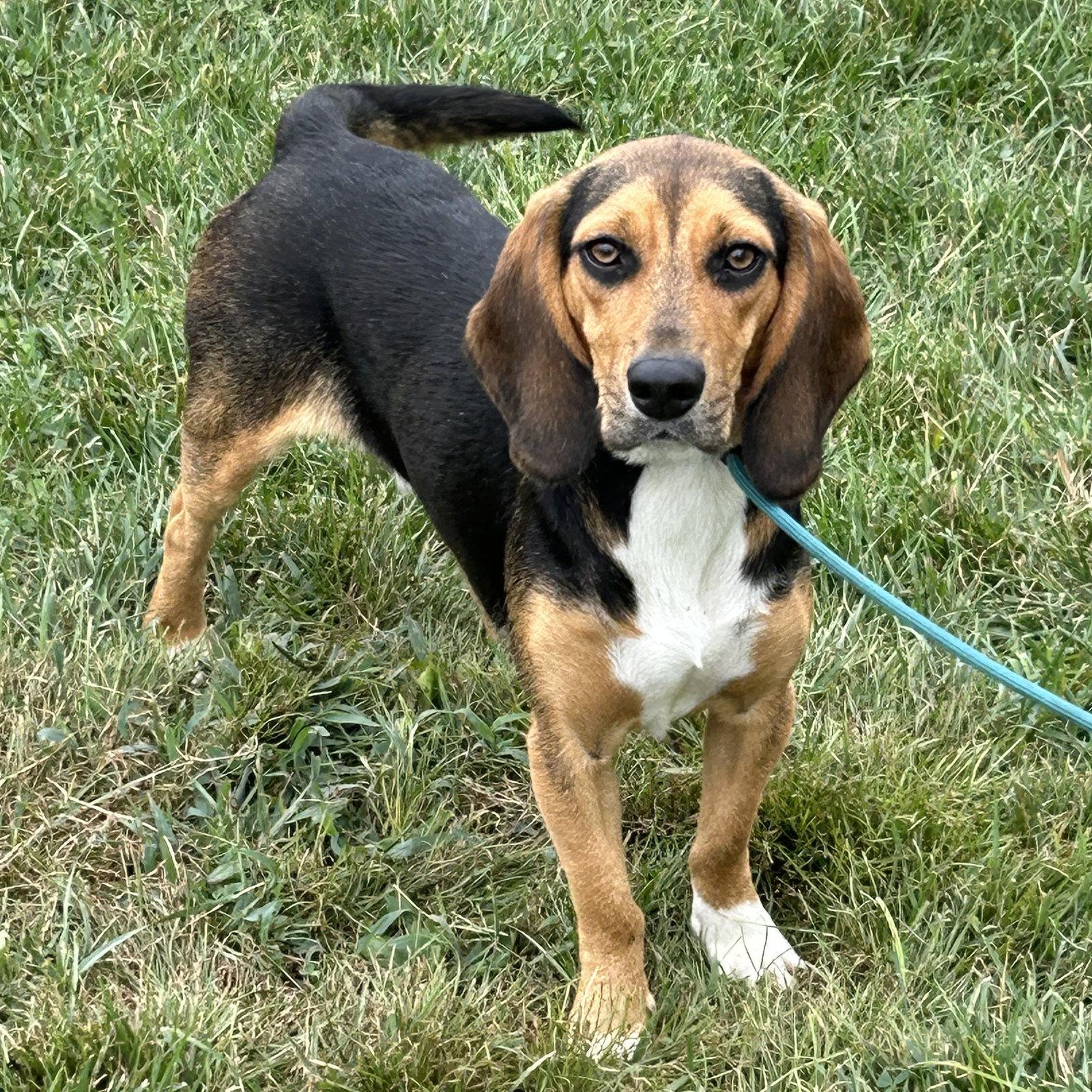 Jagger 2026, Adoptable, Young Male Beagle & Basset Hound.