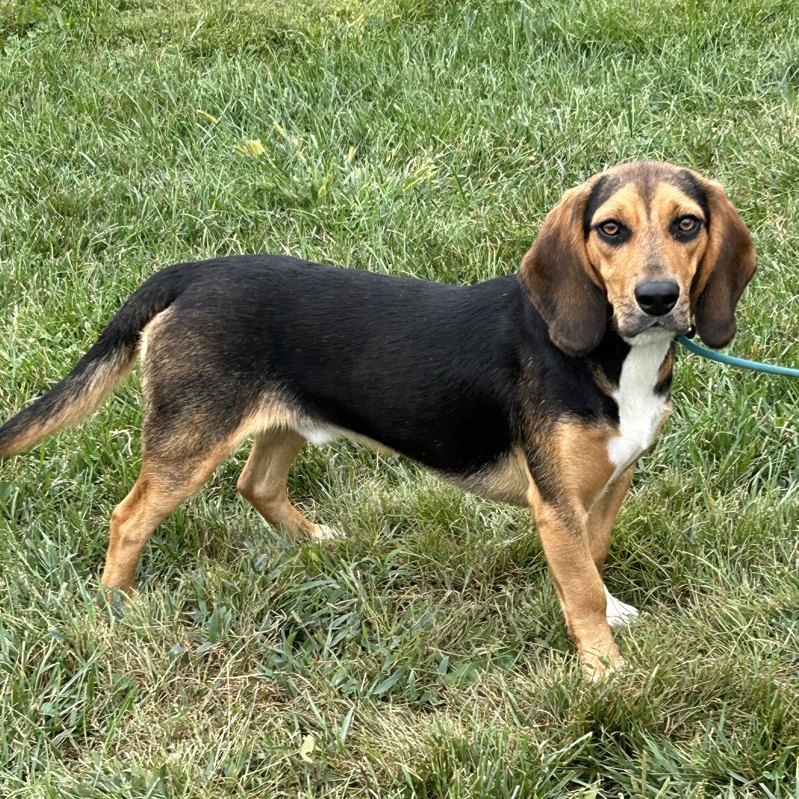 Enlarge Jagger 2026, a Adoptable mixed breed in Norwood, OH image 2/3