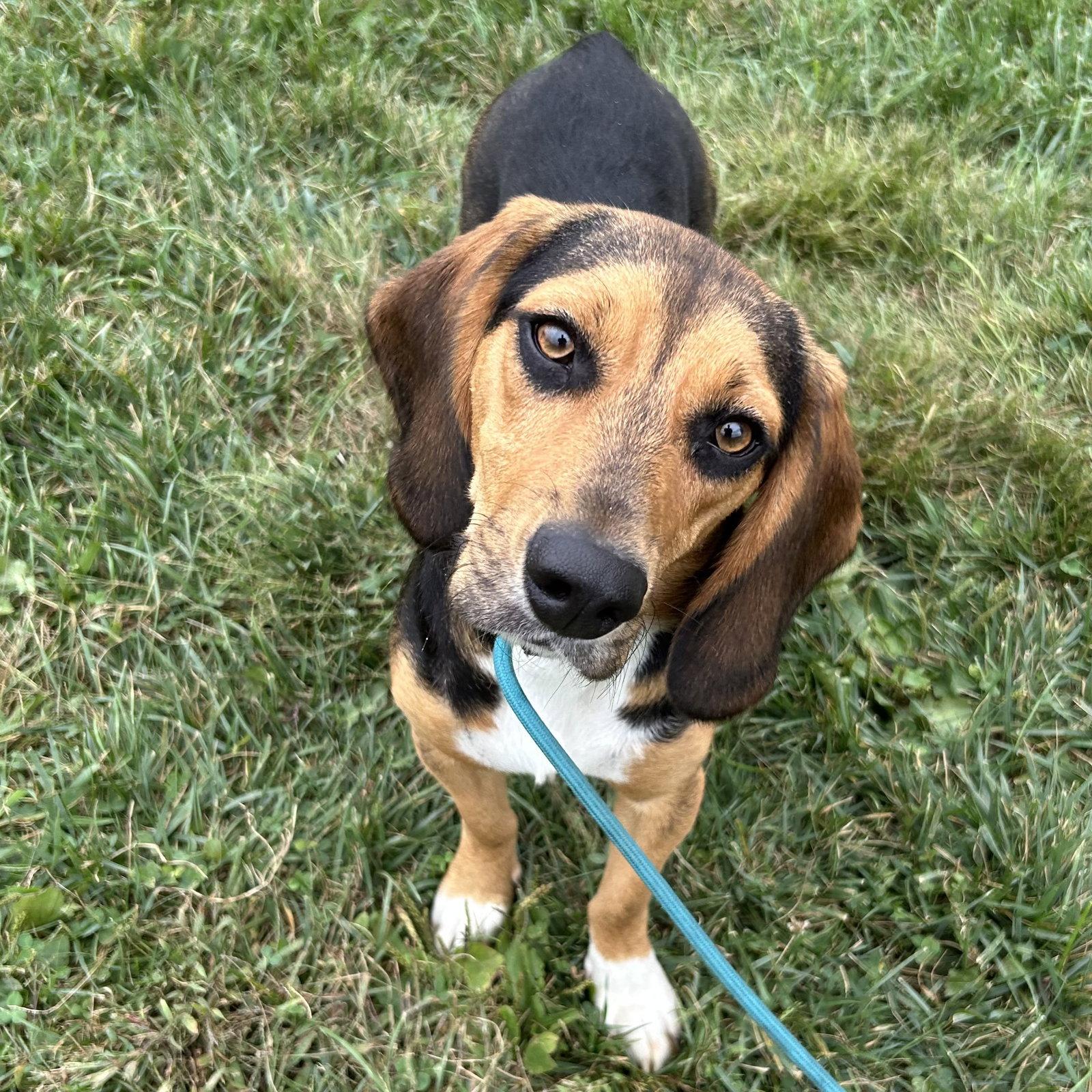 Enlarge Jagger 2026, a Adoptable mixed breed in Norwood, OH image 3/3