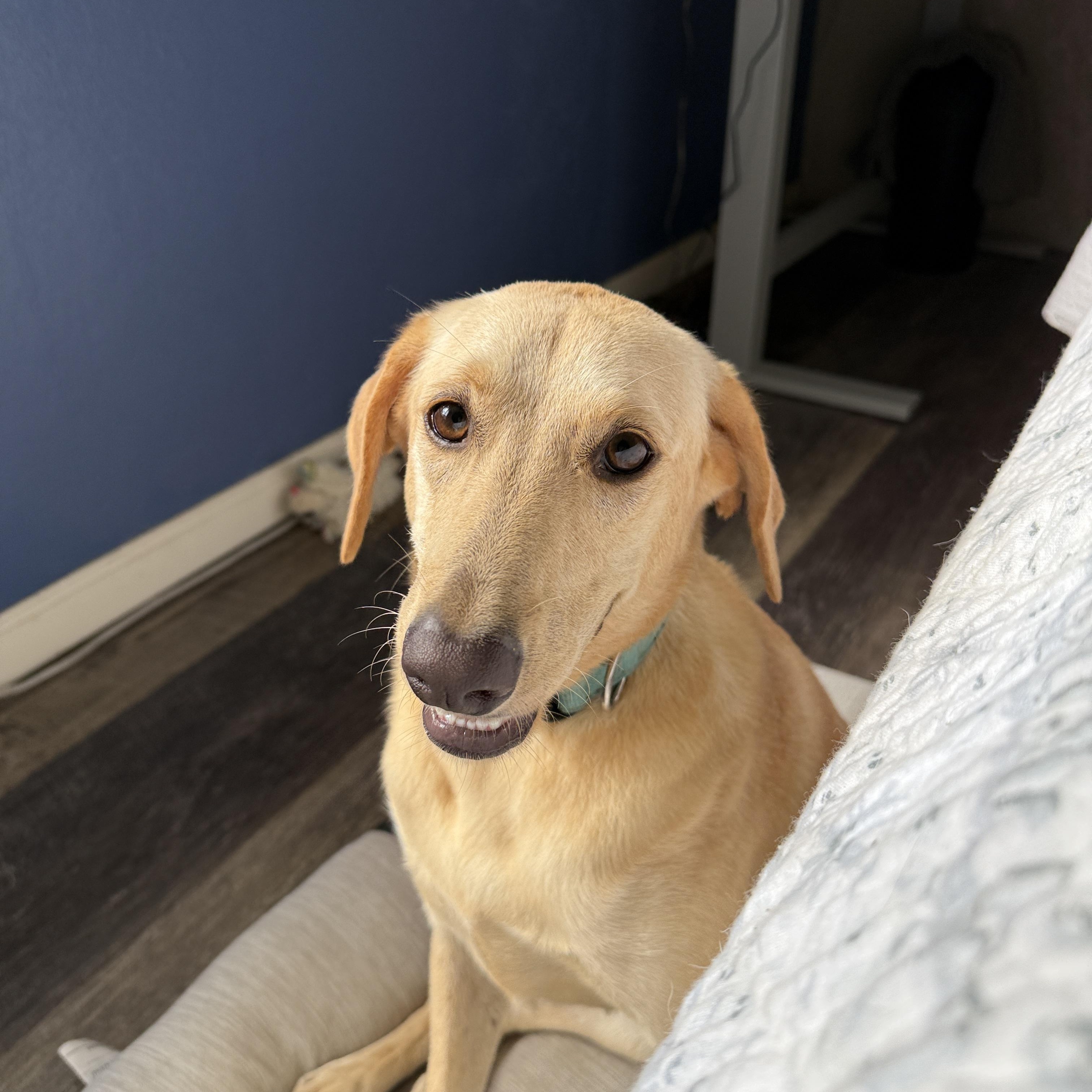 Enlarge Betty, a Adoptable mixed breed in ISABELA, PR image 1/5