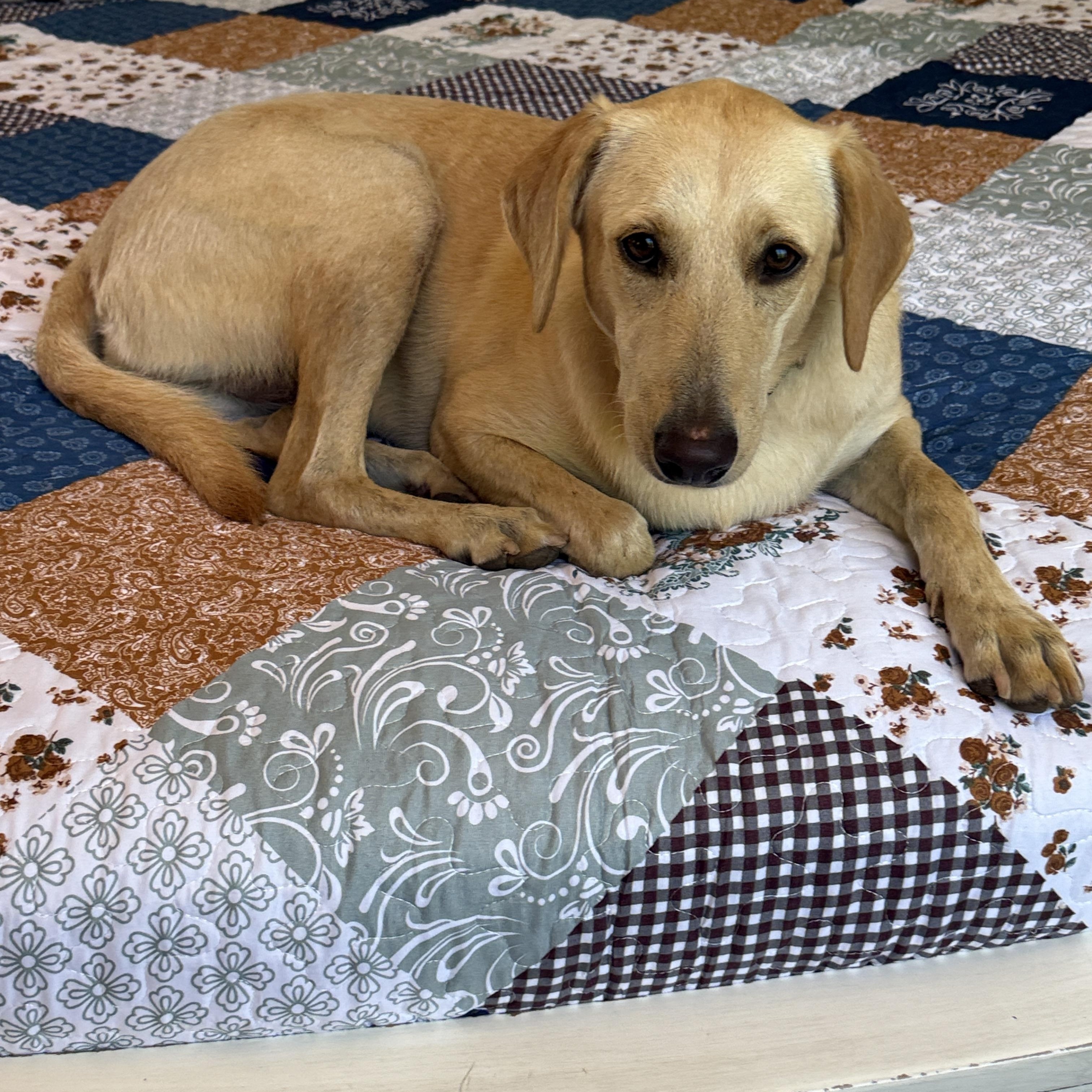 Enlarge Betty, a Adoptable mixed breed in ISABELA, PR image 3/5