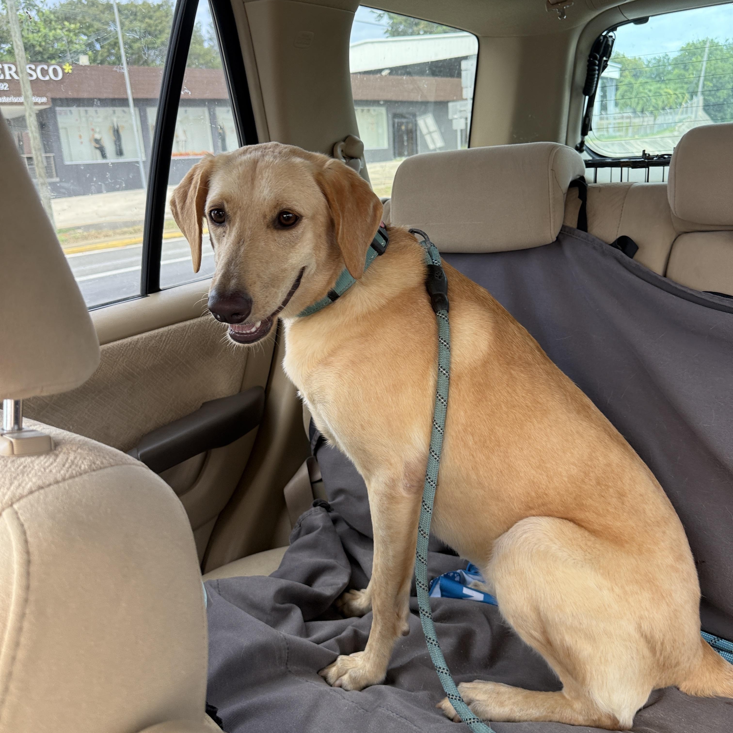 Enlarge Betty, a Adoptable mixed breed in ISABELA, PR image 4/5