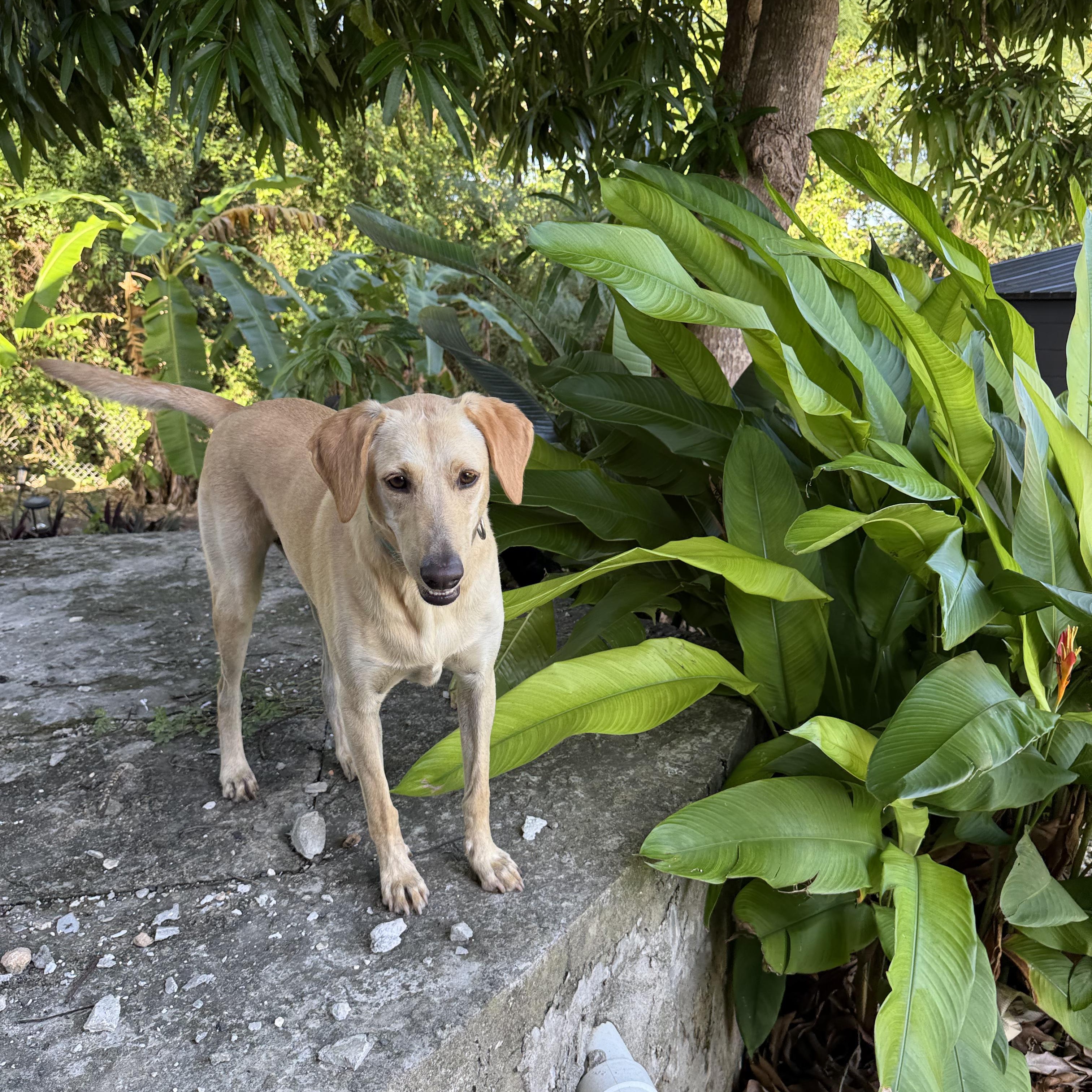 Enlarge Betty, a Adoptable mixed breed in ISABELA, PR image 2/5
