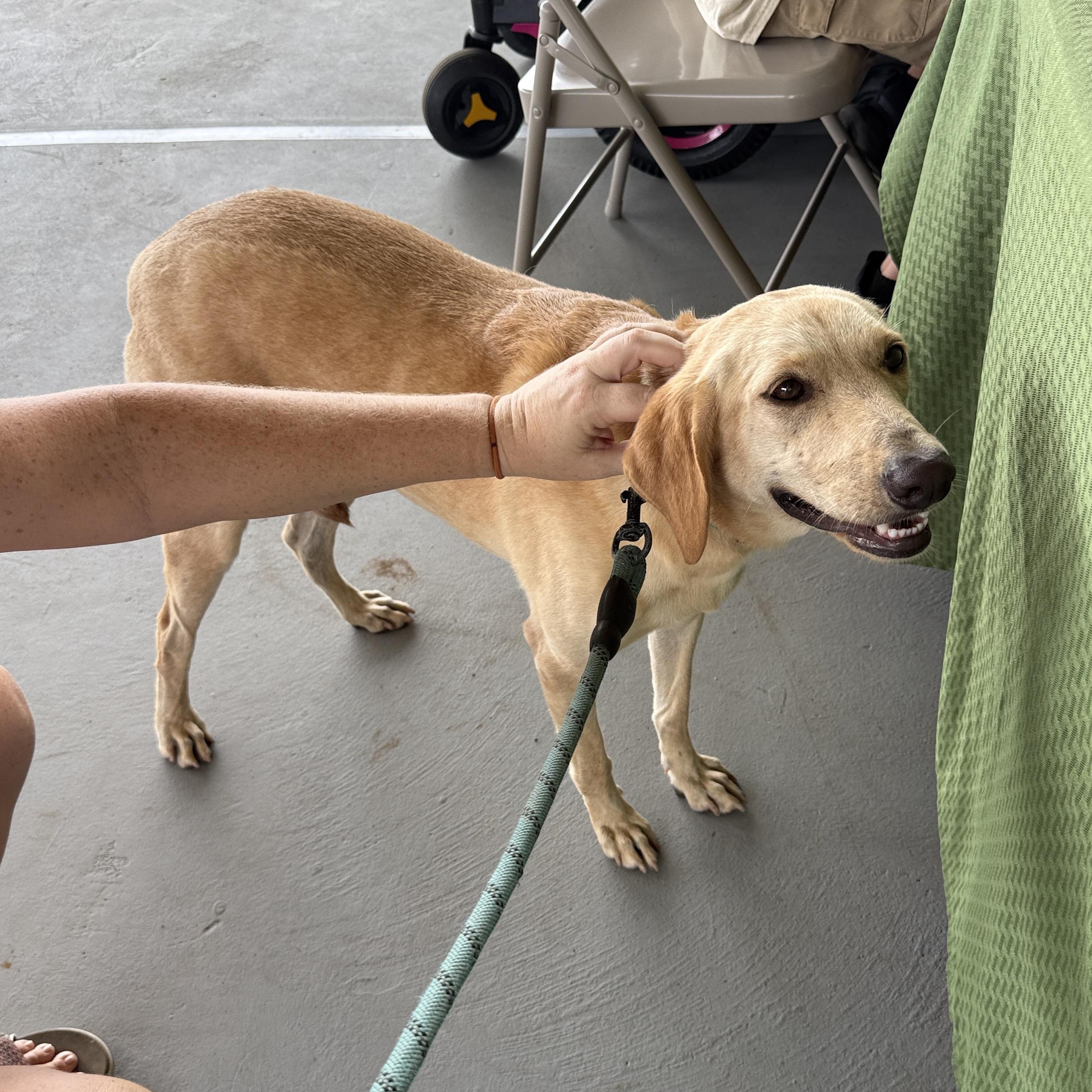Enlarge Betty, a Adoptable mixed breed in ISABELA, PR image 5/5