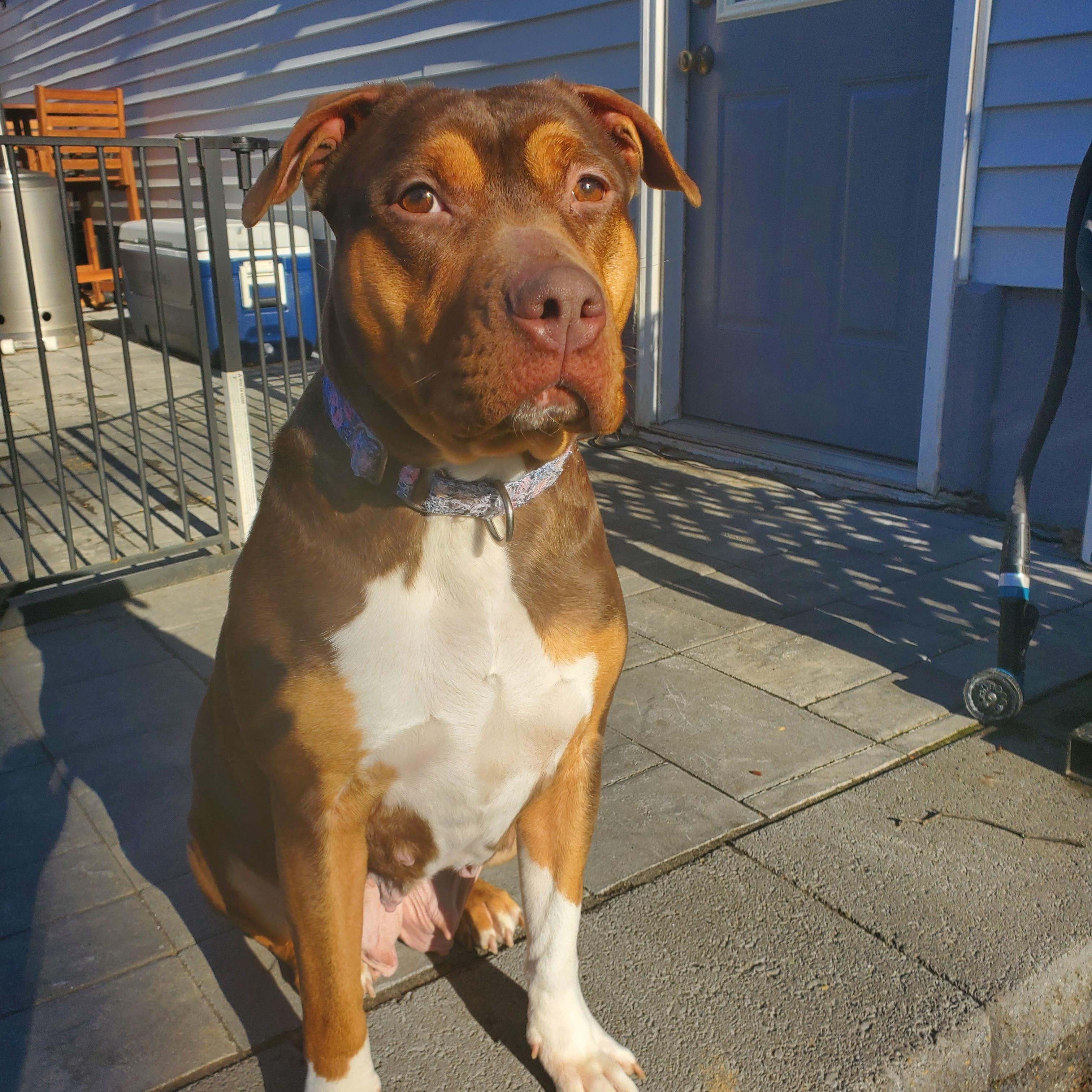 Midnight Brew, Adult Female American Staffordshire Terrier