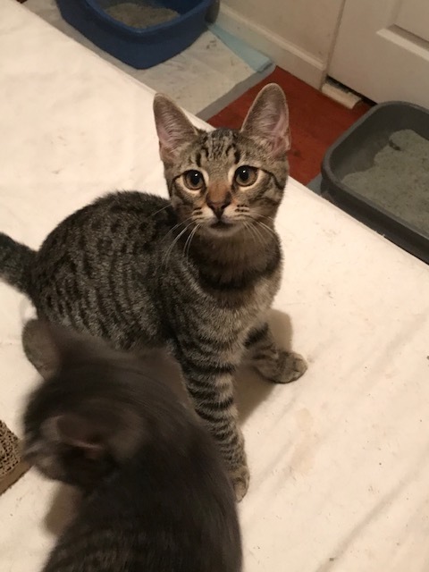 Enlarge Mavis, a Adoptable Tabby in Chester Township, PA image 1/1