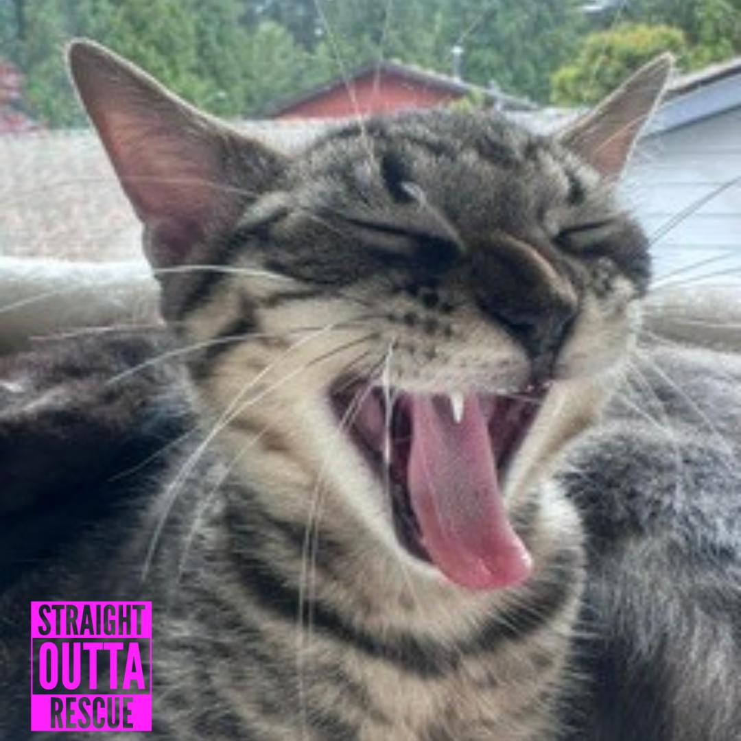 Enlarge Axl, an adopted Domestic Short Hair in Vancouver, BC image 2/5