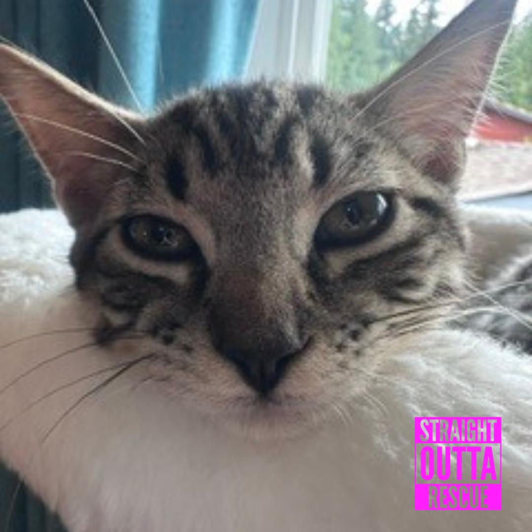 Enlarge Axl, an adopted Domestic Short Hair in Vancouver, BC image 5/5