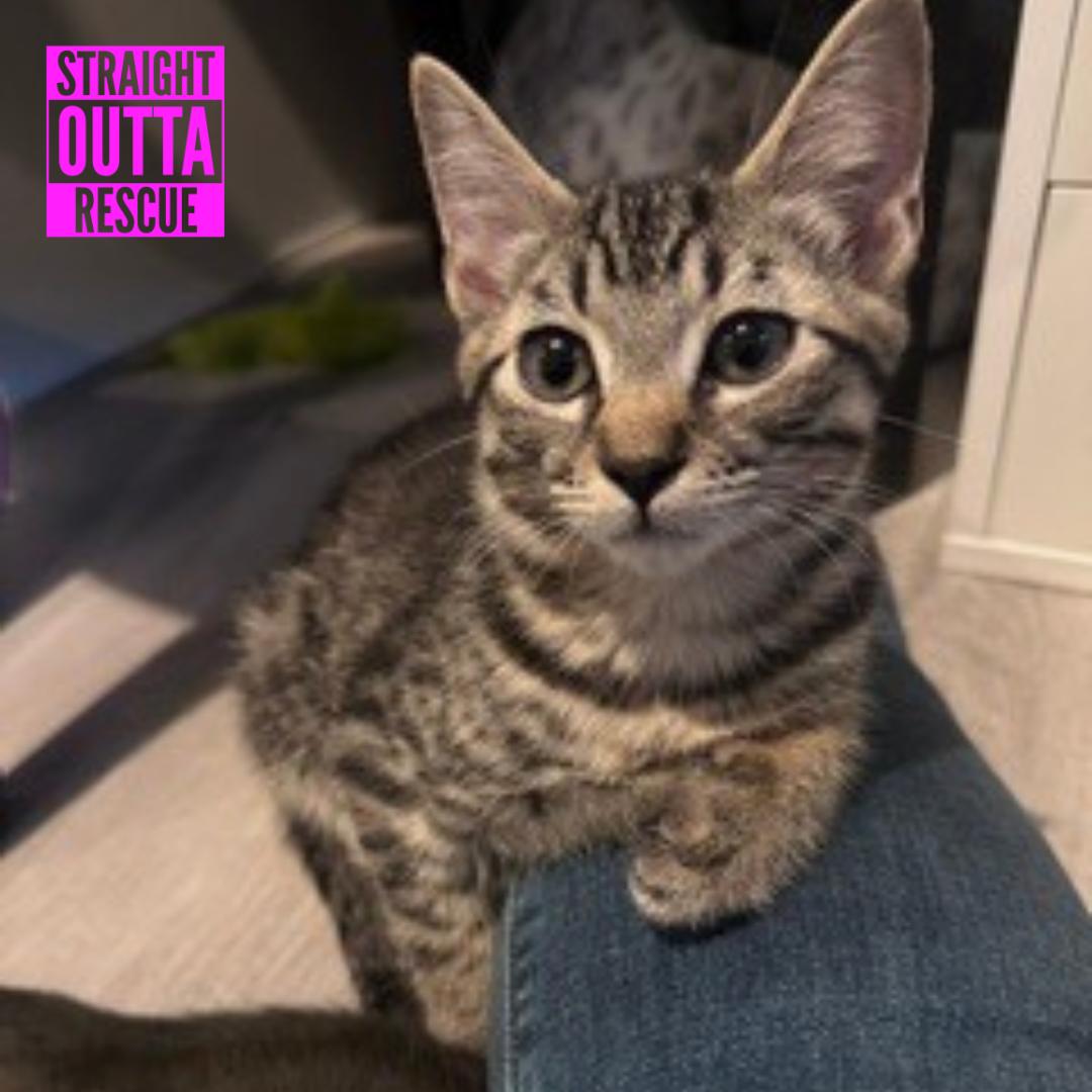 Axl, adopted, Kitten Male Domestic Short Hair.