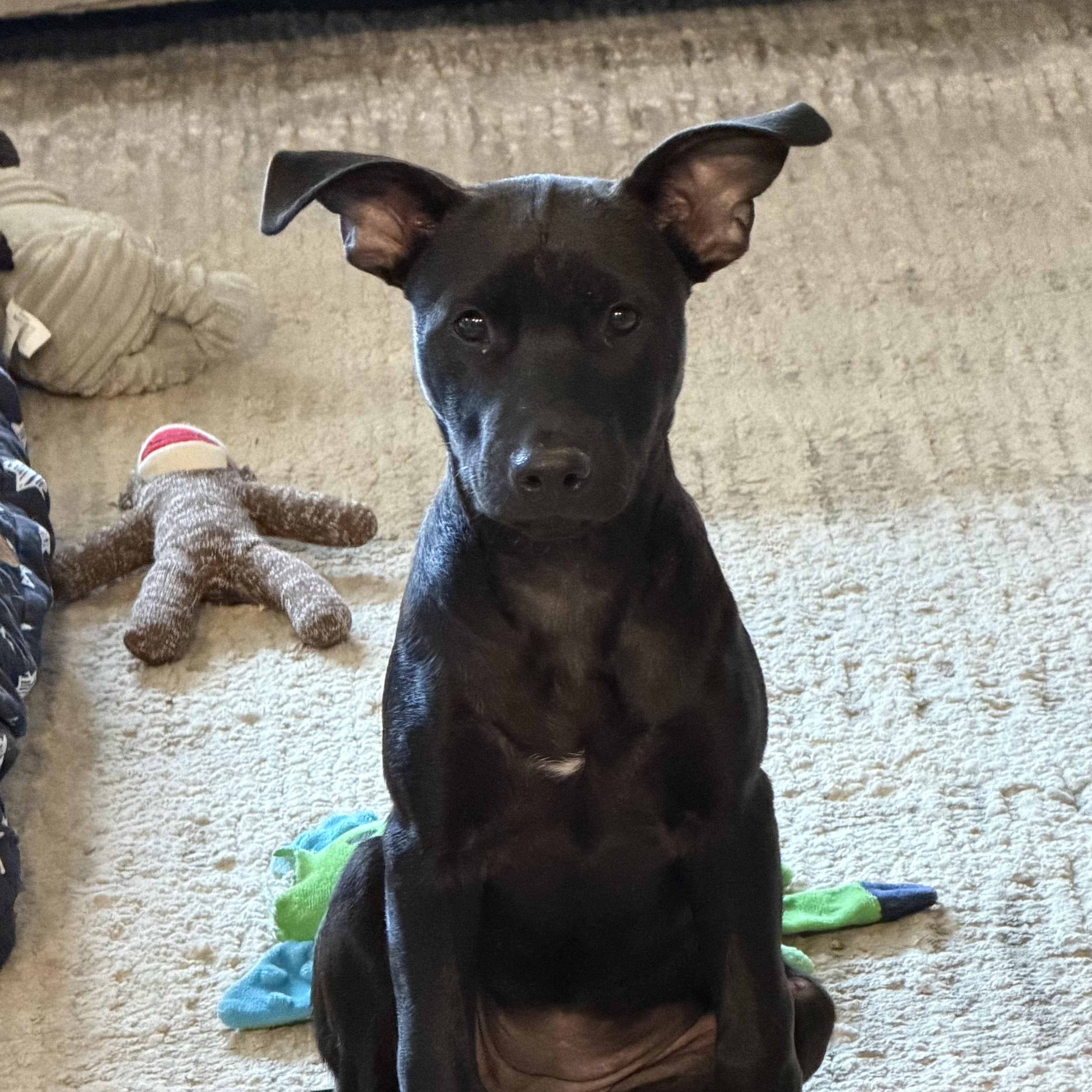 Macy, a Adoptable mixed breed in Littleton, CO image 2/5
