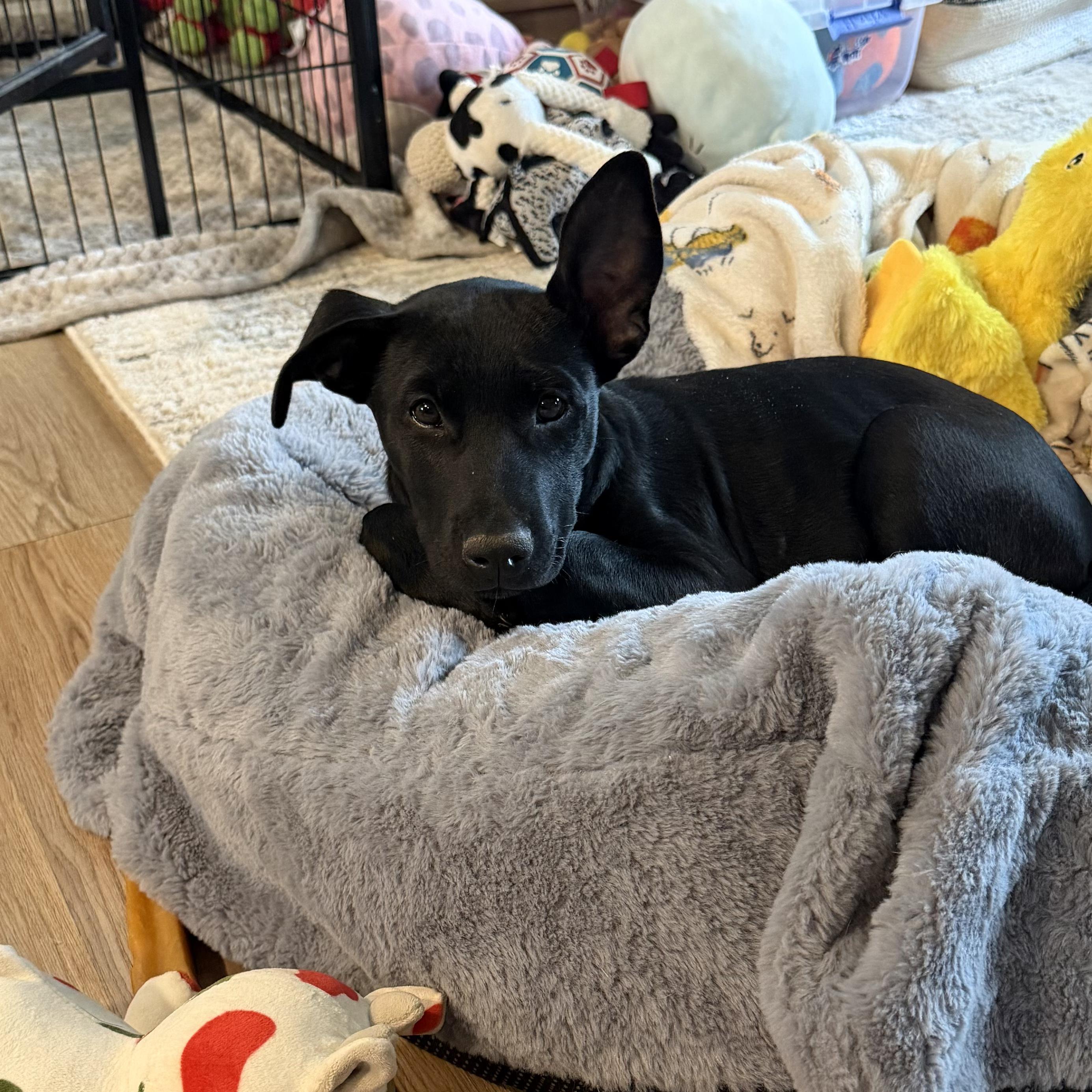 Macy, a Adoptable mixed breed in Littleton, CO image 3/5