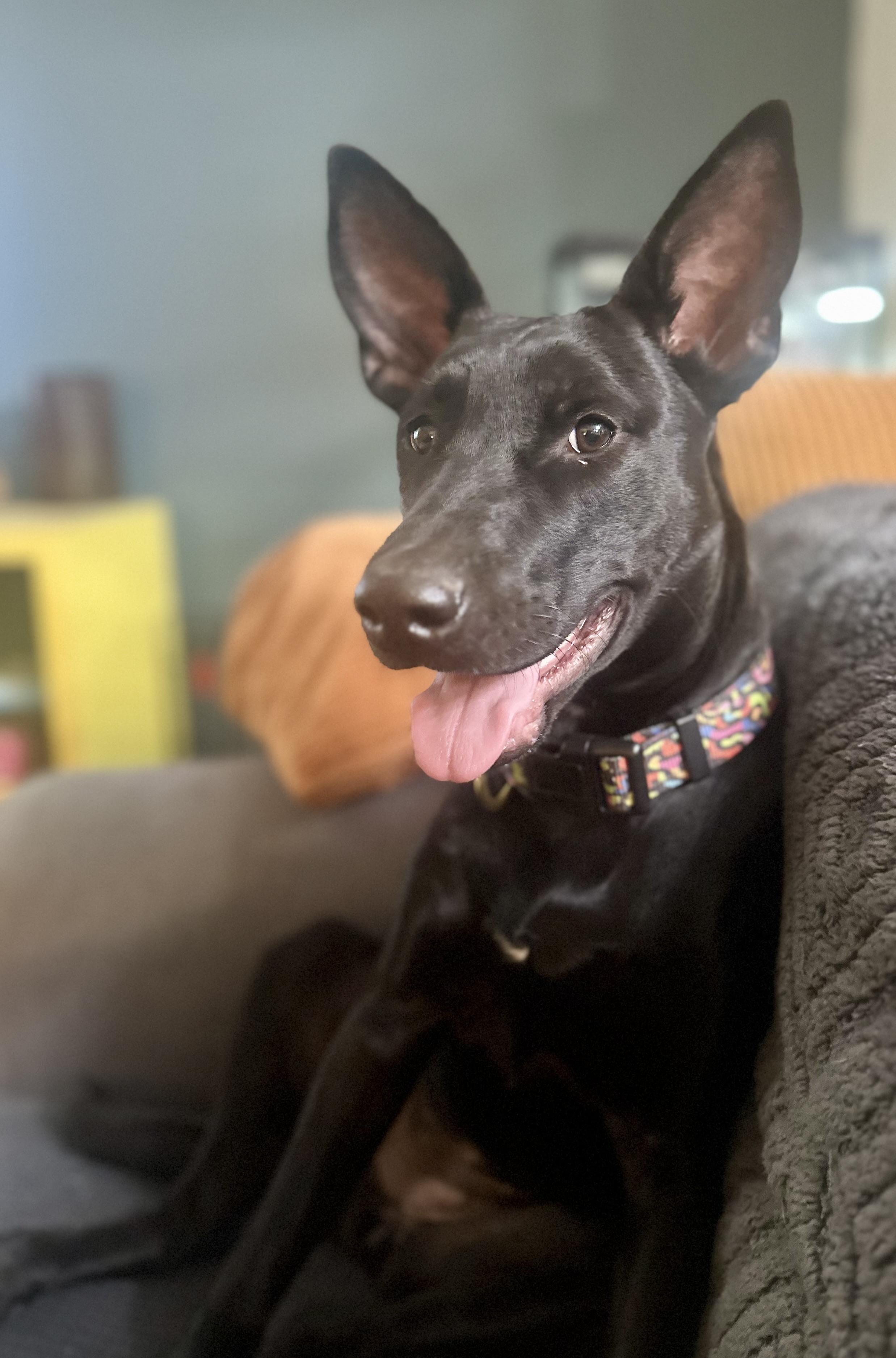 Macy, Adoptable, Puppy Female Black Labrador Retriever.