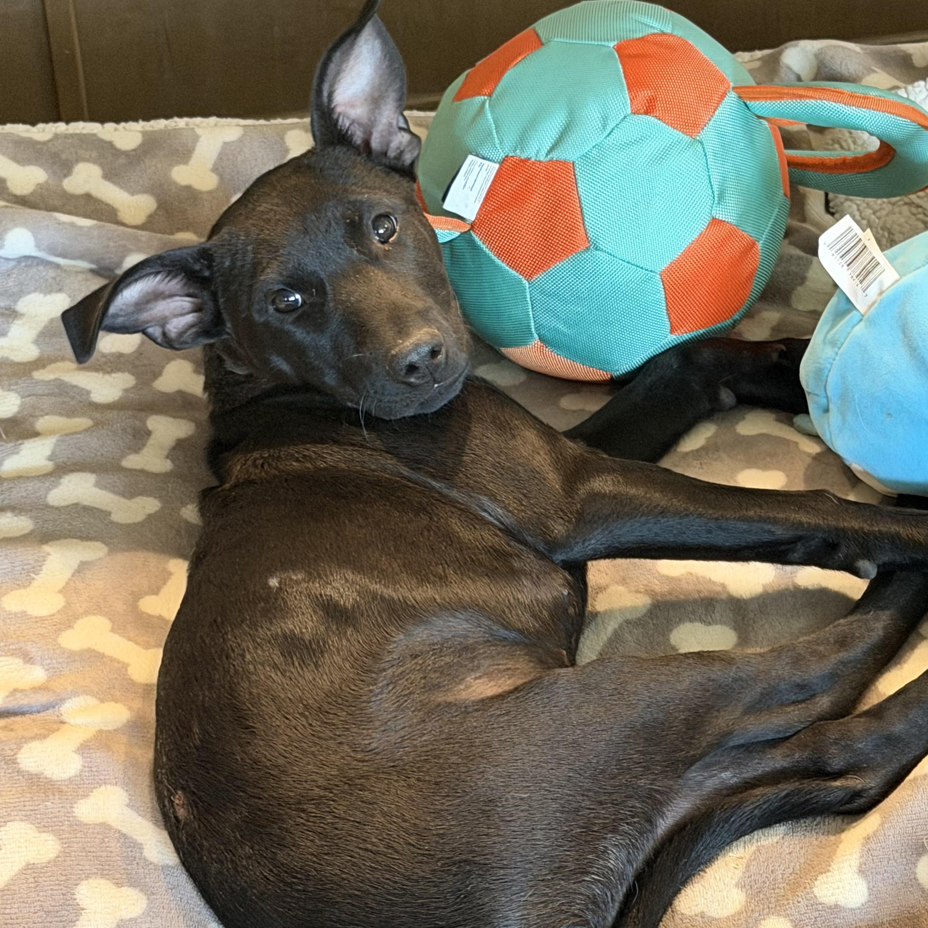 Macy, a Adoptable mixed breed in Littleton, CO image 1/5