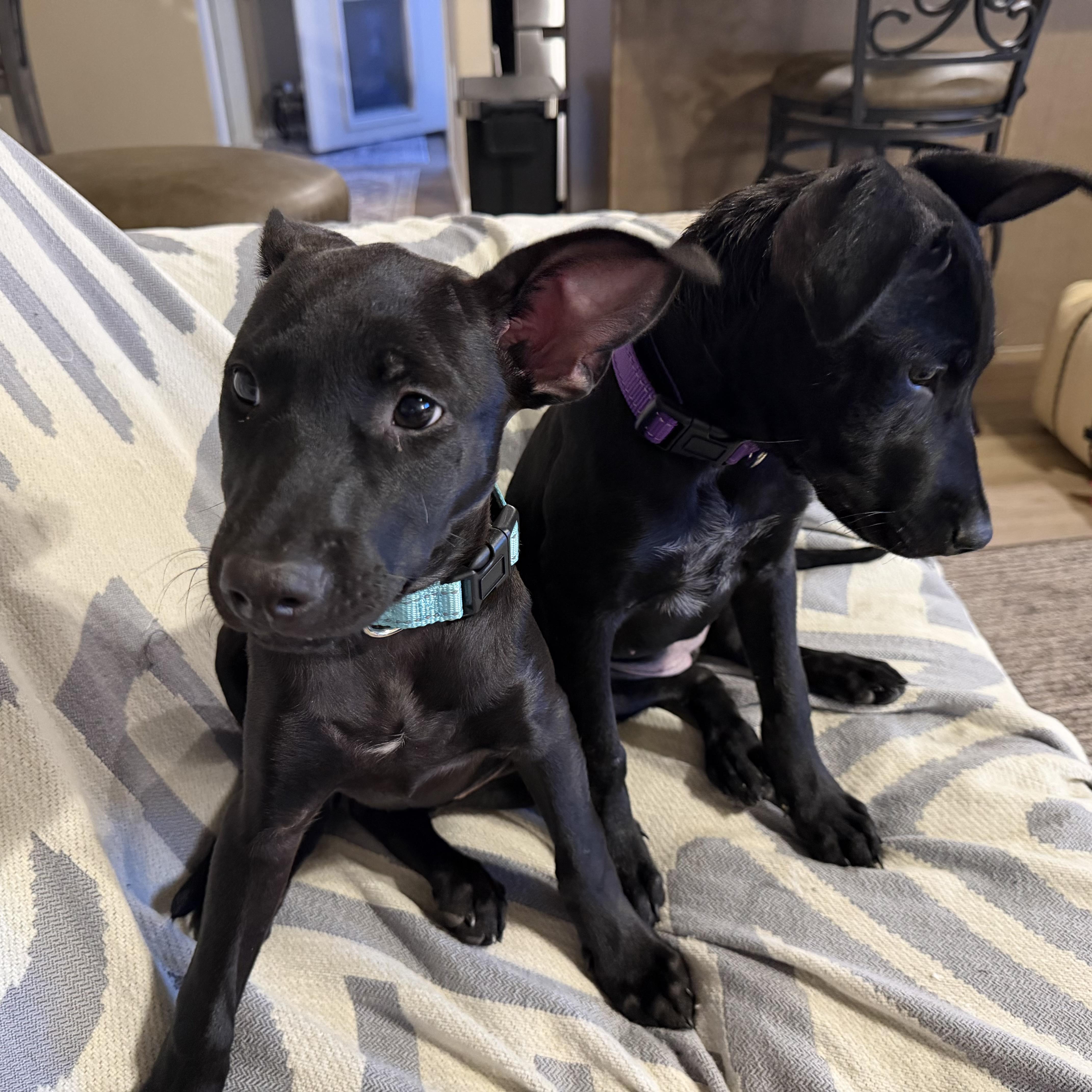 Macy, a Adoptable mixed breed in Littleton, CO image 4/5