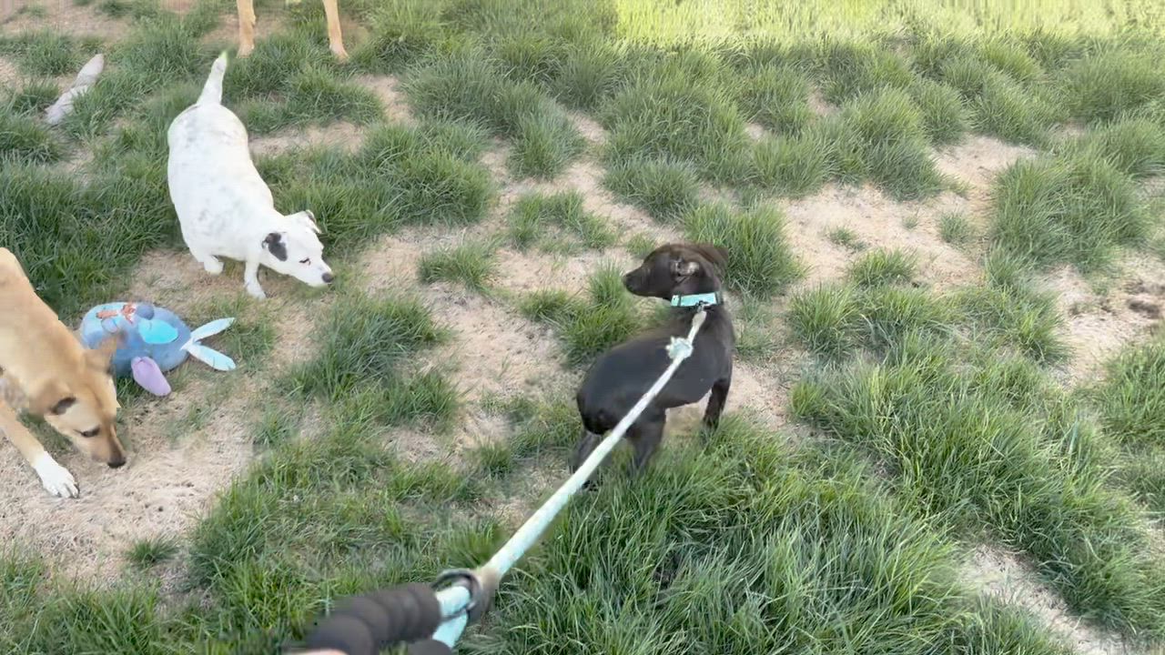 Enlarge Macy, a Adoptable mixed breed in Littleton, CO video 5/5