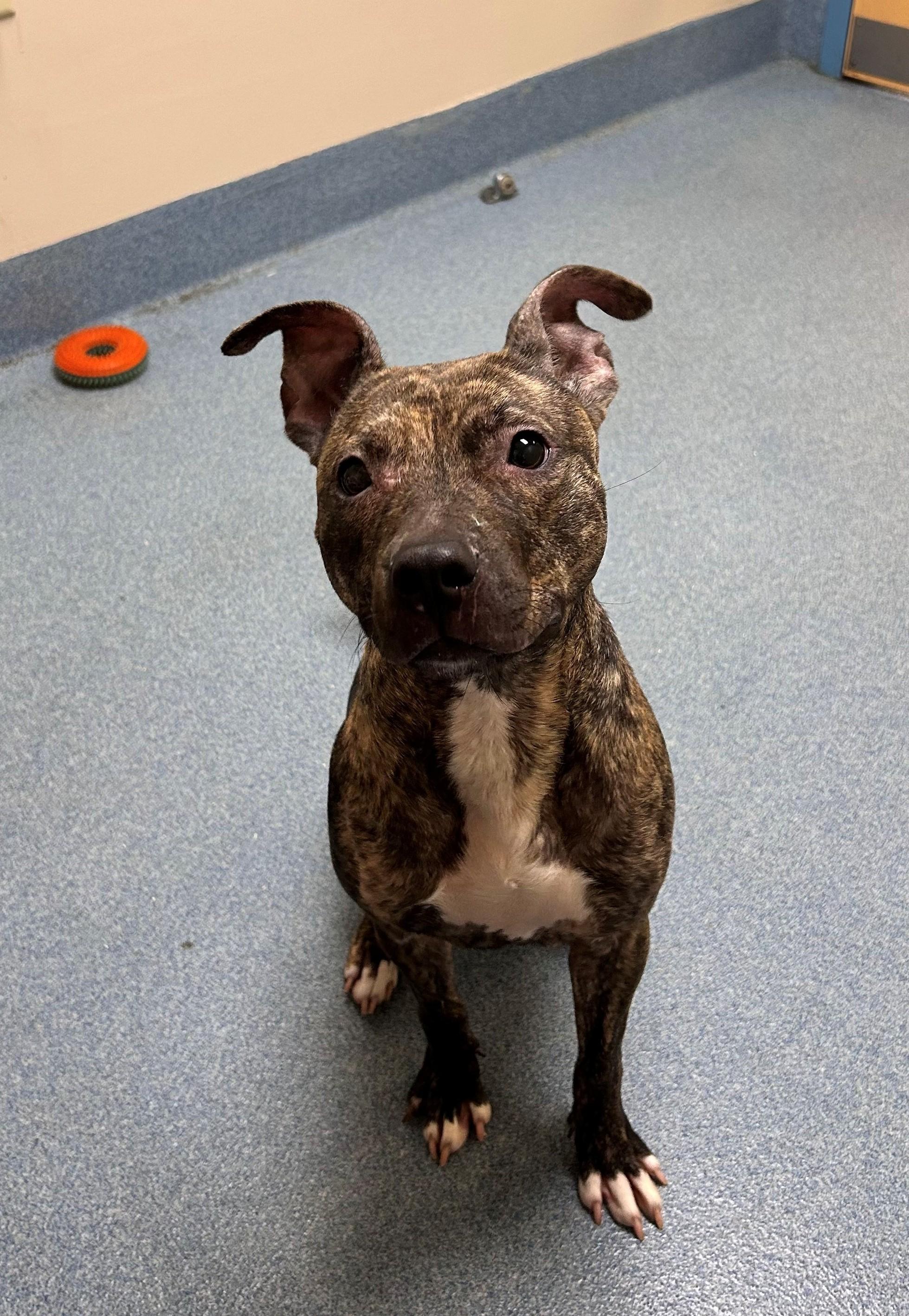 Enlarge Briar, a ADOPTABLE Pit Bull Terrier in Suffolk, VA image 1/1