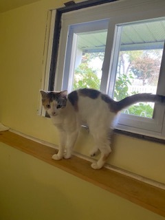 Nicky, Adoptable, Adult Female Domestic Short Hair.