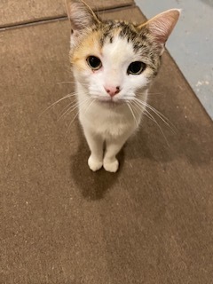 Nicky, a Adoptable Domestic Short Hair in Nutley, NJ image 2/8