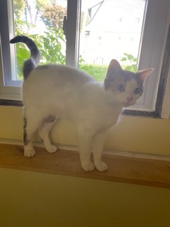 Nicky, a Adoptable Domestic Short Hair in Nutley, NJ image 3/8