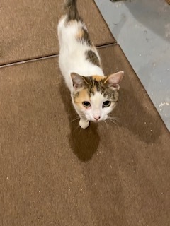 Nicky, a Adoptable Domestic Short Hair in Nutley, NJ image 4/8