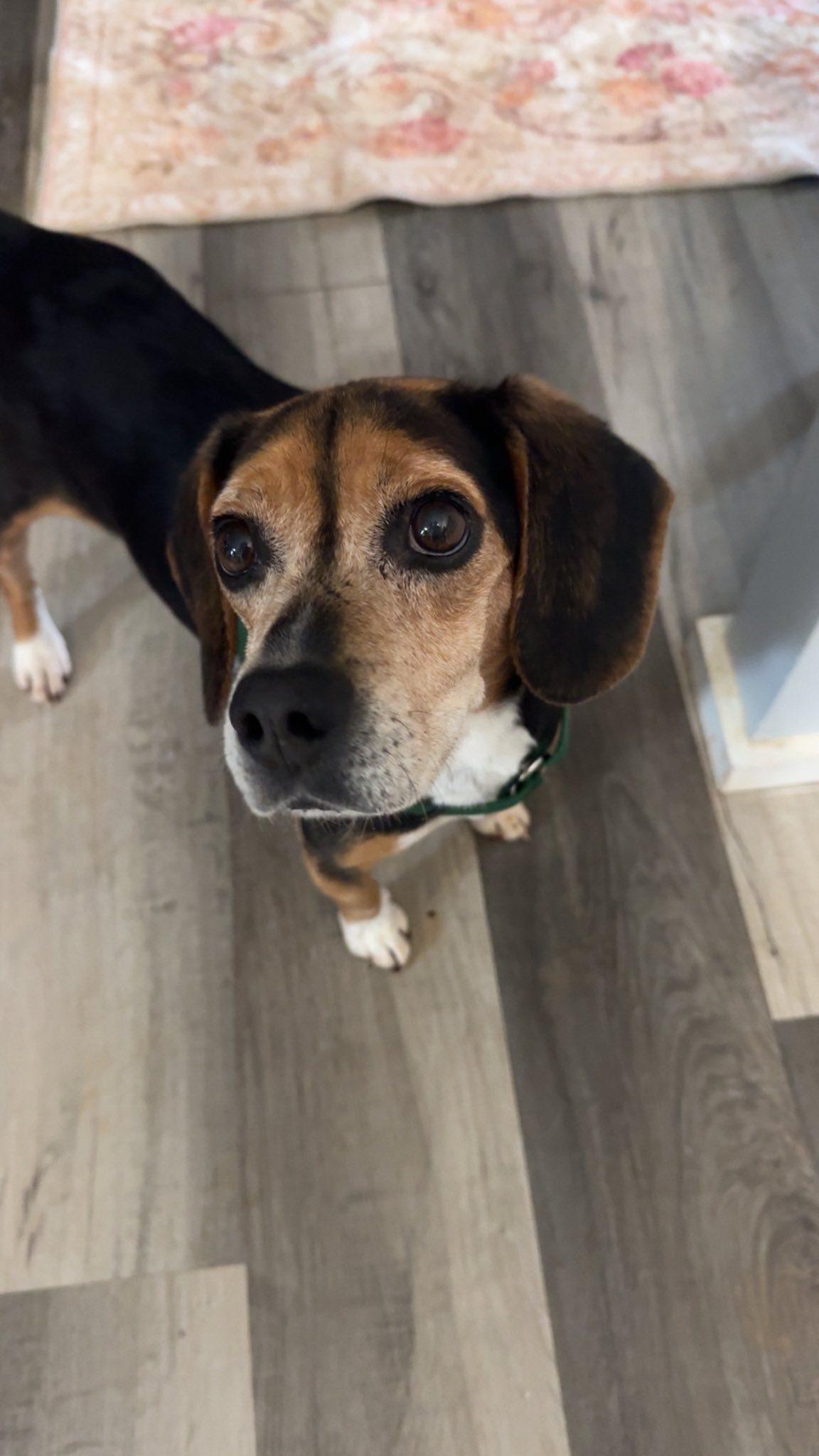 Sir Elton Pringle, Adopted, Young Male Beagle.