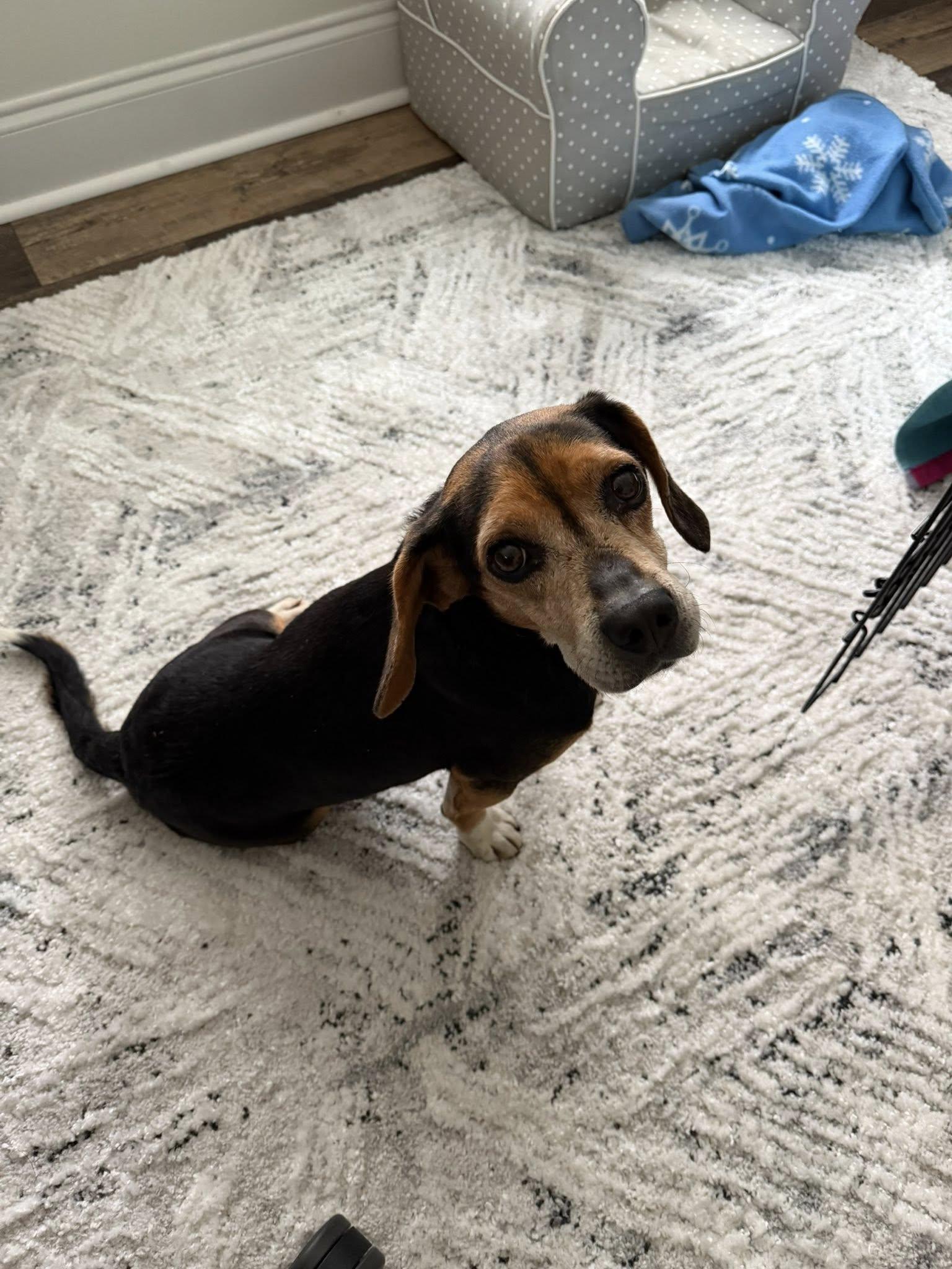 Enlarge Sir Elton Pringle, a Adopted Beagle in Greenville, SC image 2/3