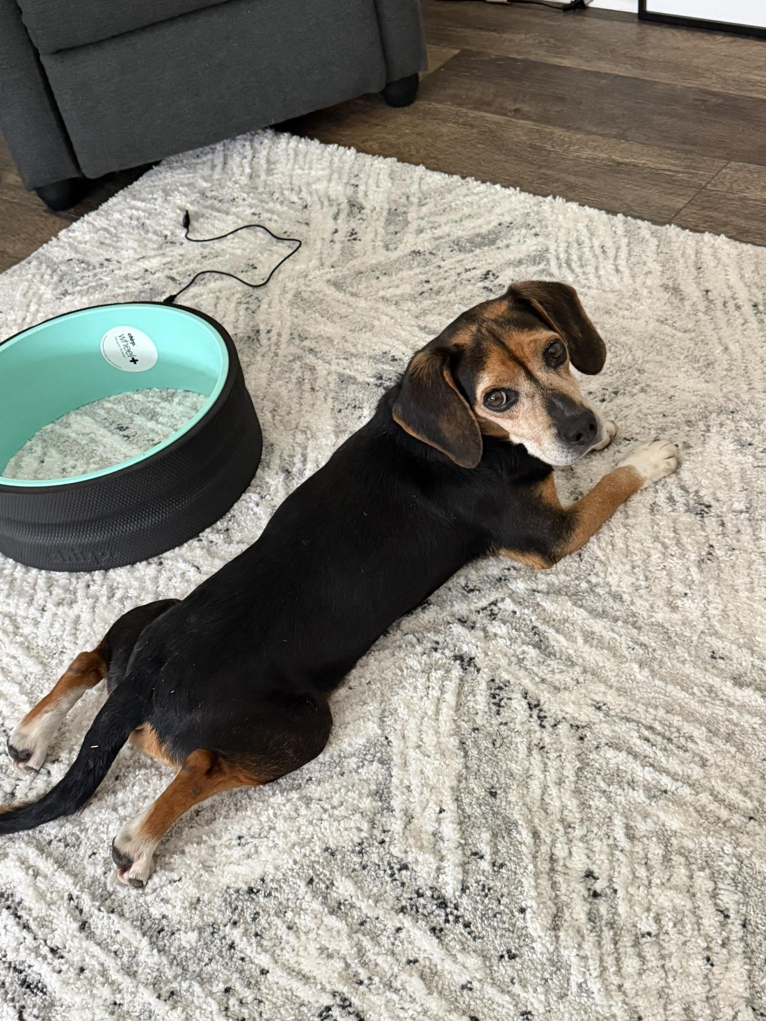 Enlarge Sir Elton Pringle, a Adopted Beagle in Greenville, SC image 3/3