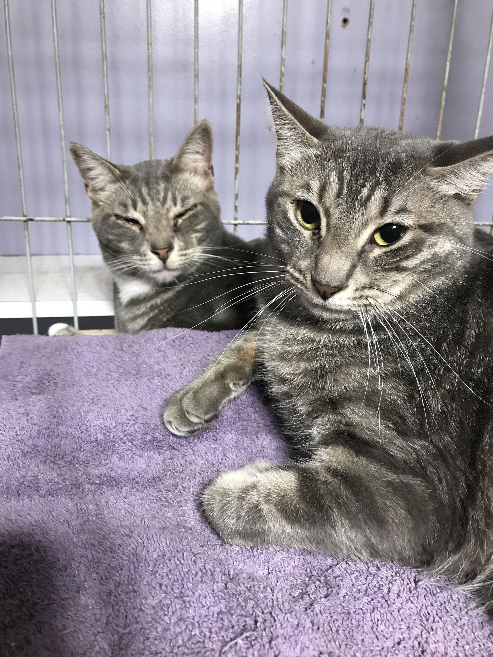 Cashew, a Adoptable Domestic Short Hair in Oakland Park, FL image 1/3