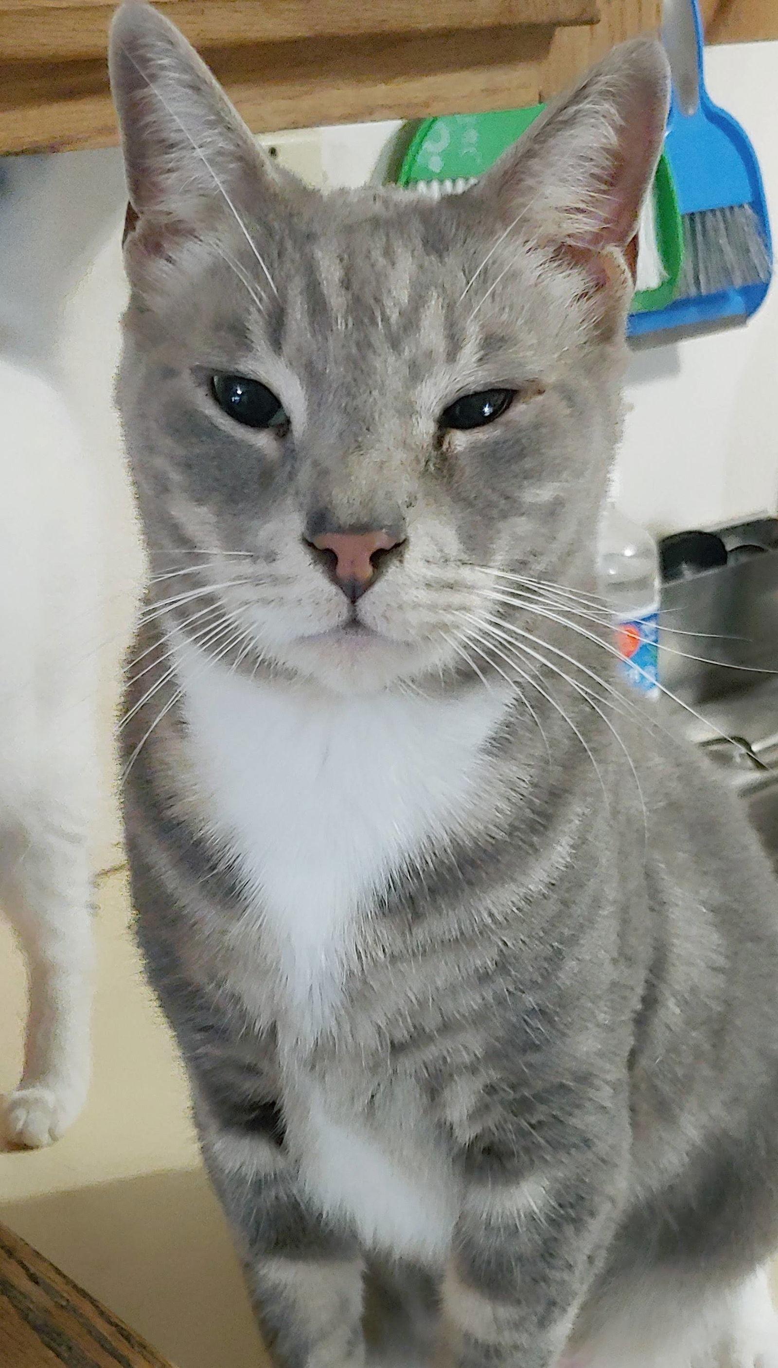 Enlarge Cashew, a Adoptable Domestic Short Hair in Oakland Park, FL image 1/3