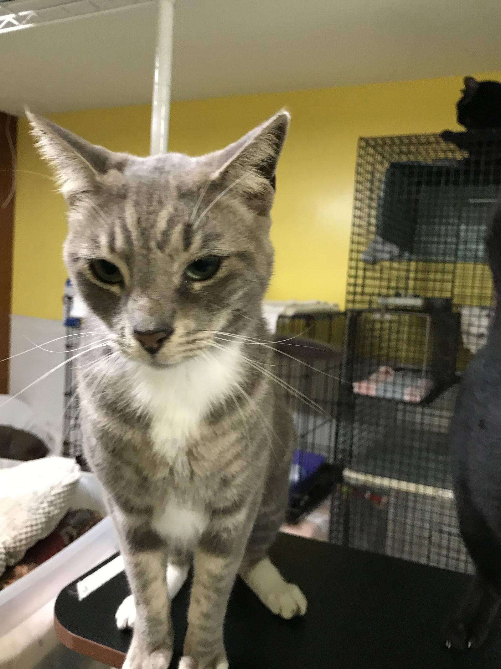 Cashew, Adoptable, Adult Male Domestic Short Hair.