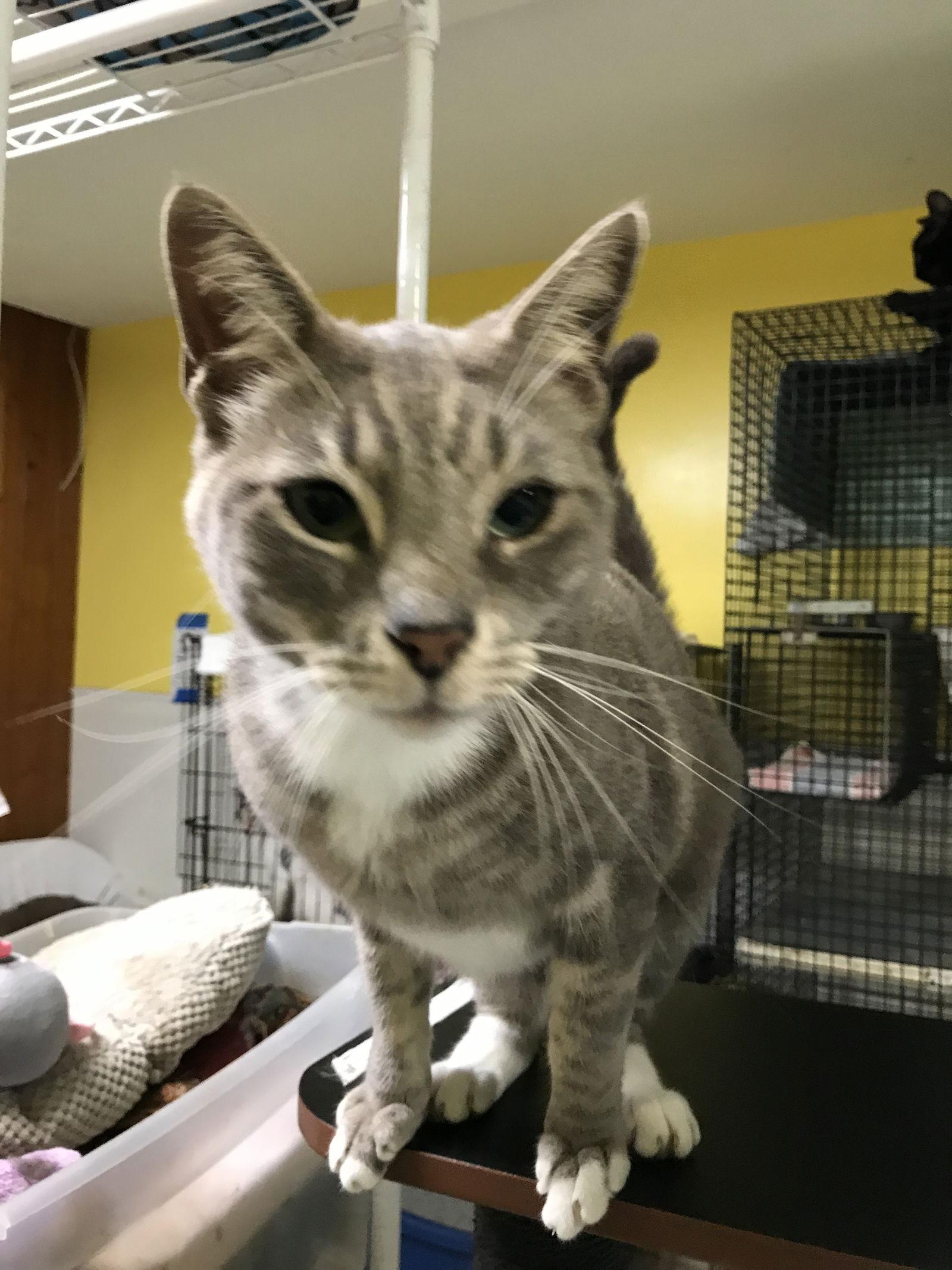 Cashew, a Adoptable Domestic Short Hair in Oakland Park, FL image 3/3