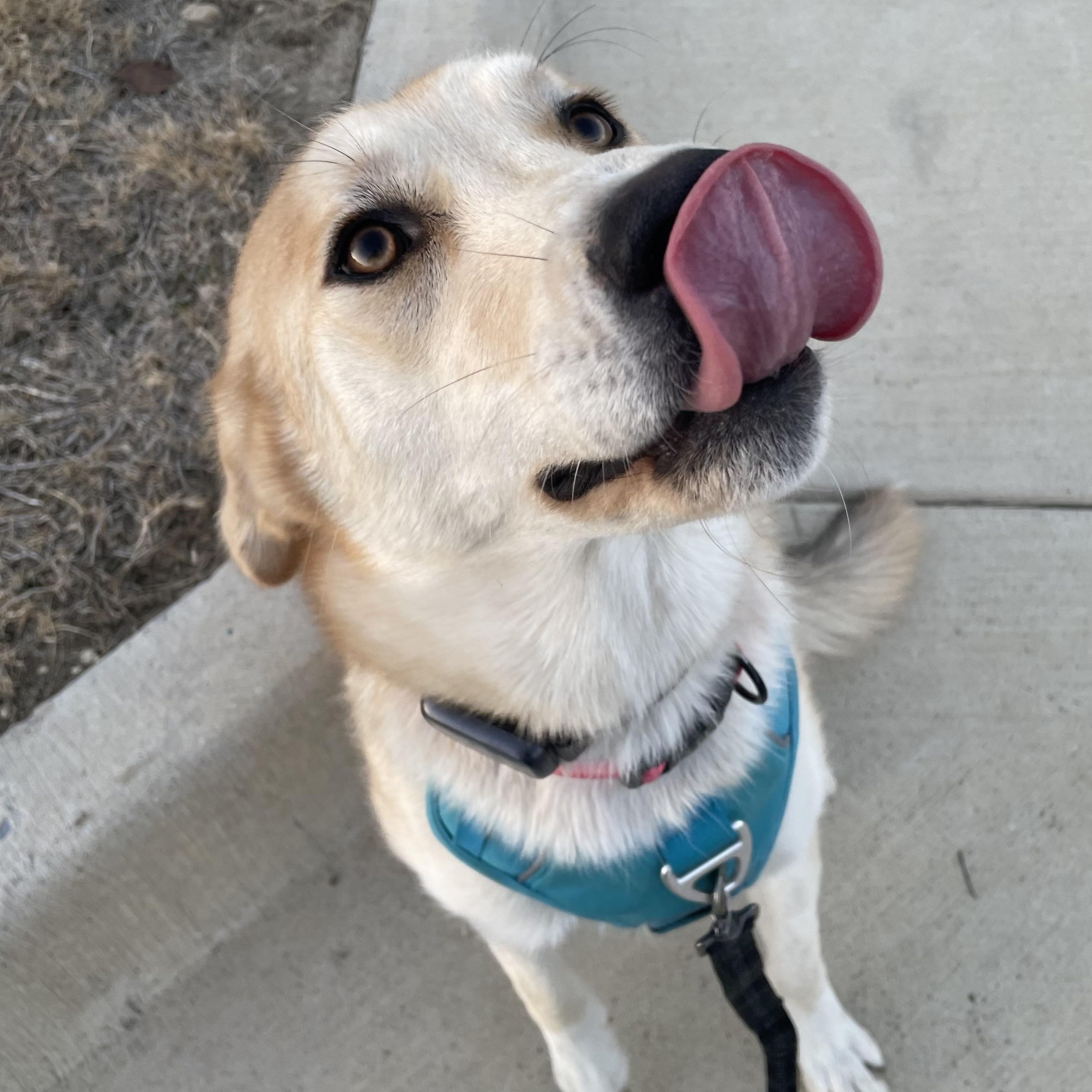 Enlarge Macadamia, a ADOPTABLE mixed breed in Fort Worth, TX image 2/5