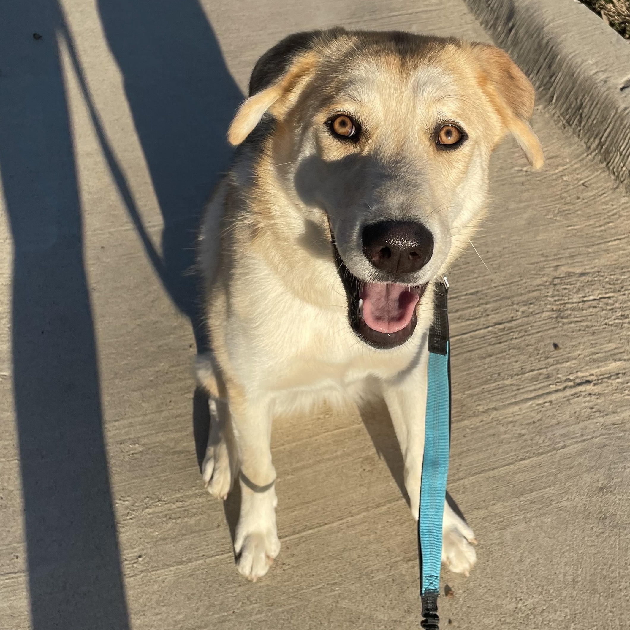 Enlarge Macadamia, a ADOPTABLE mixed breed in Fort Worth, TX image 4/5