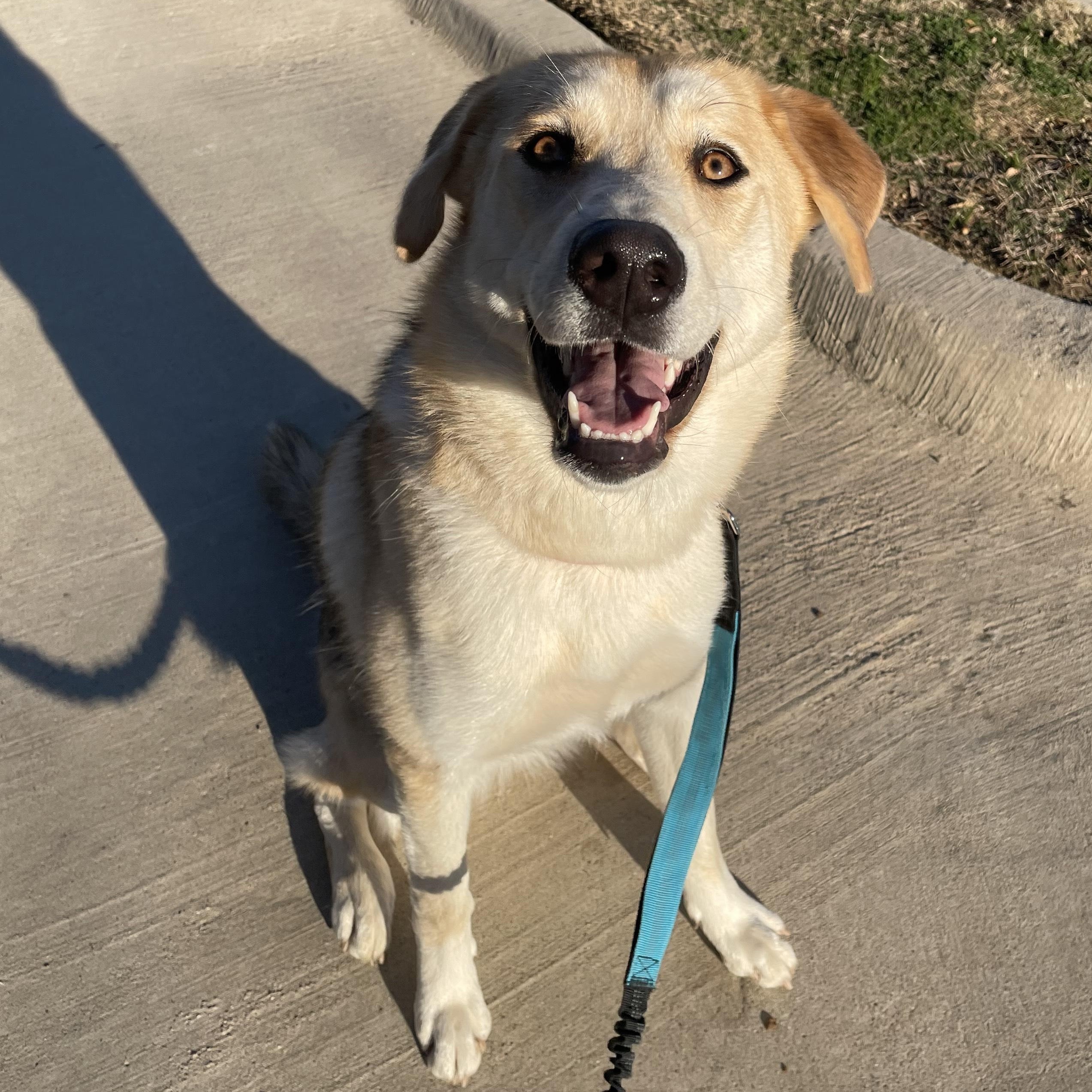 Enlarge Macadamia, a ADOPTABLE mixed breed in Fort Worth, TX image 3/5